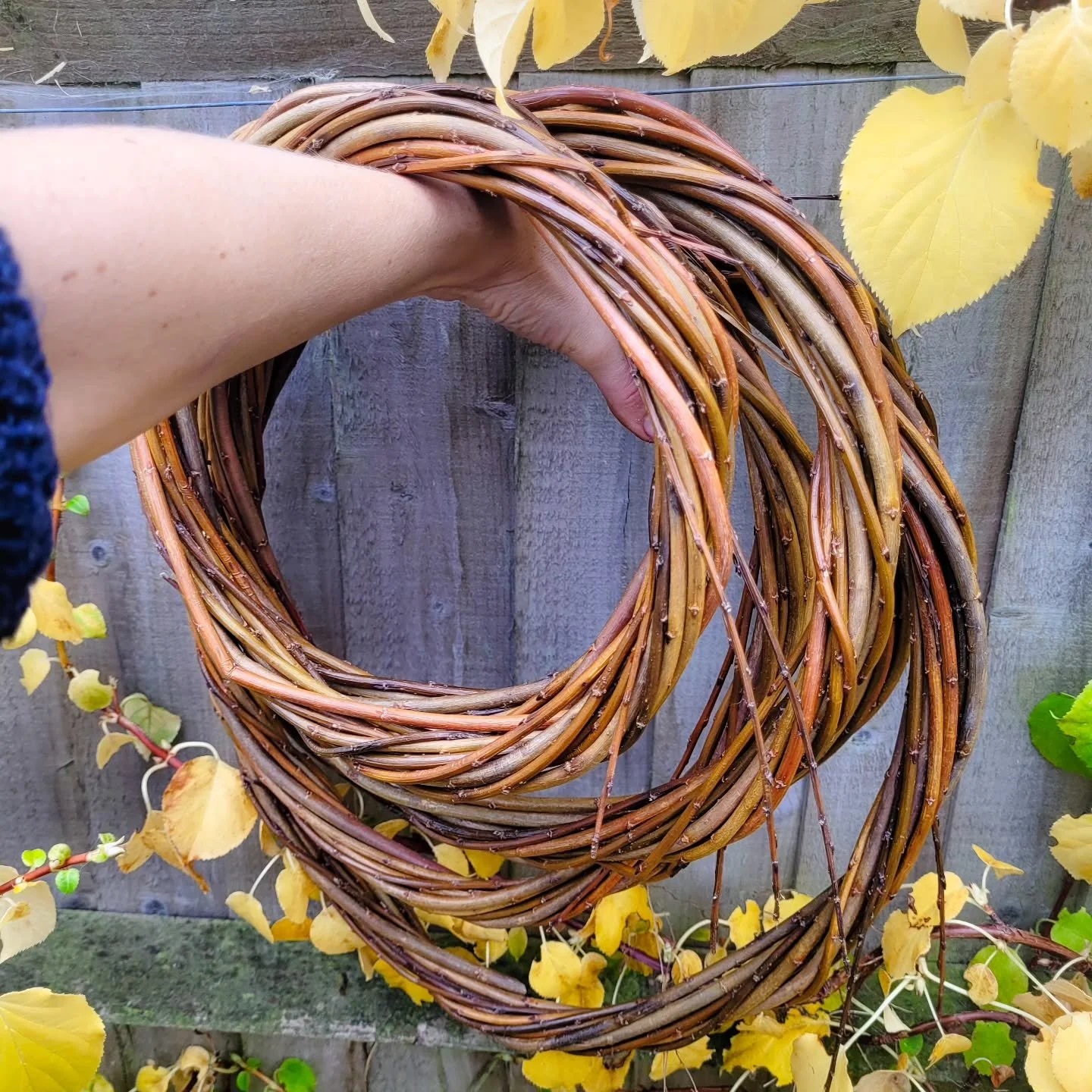 🍎 The apples are dropping all around me....
 🎡 The fair is in town...
🍁 And I have to concentrate really hard when driving so I'm not distracted by the trees 😍
It's hoop season for me, the time of year when I weave these rich brown rods into c