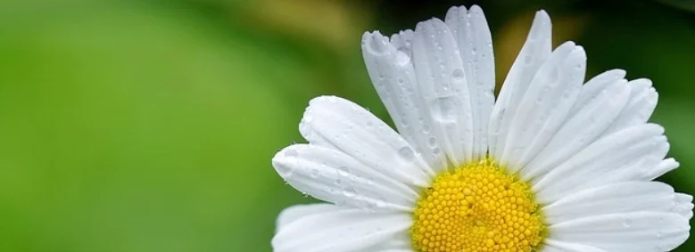 daisy-144677_640.jpg