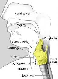 Breathing the larynx free