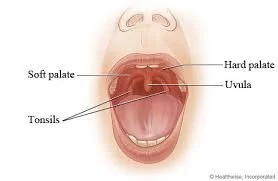 Meet Your Soft Palate