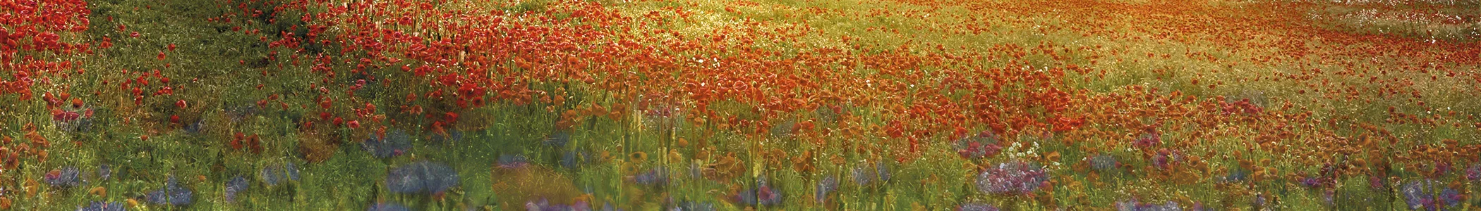 Penthos-header-1.jpg