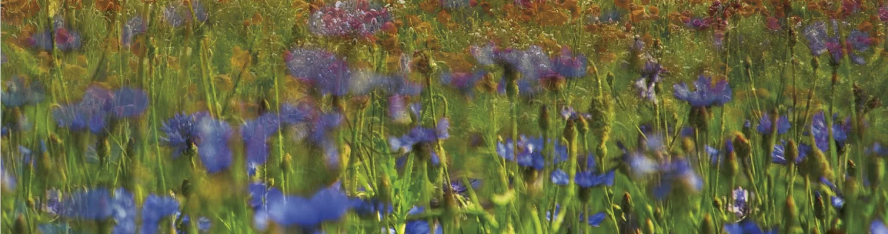 cornflowers.jpg
