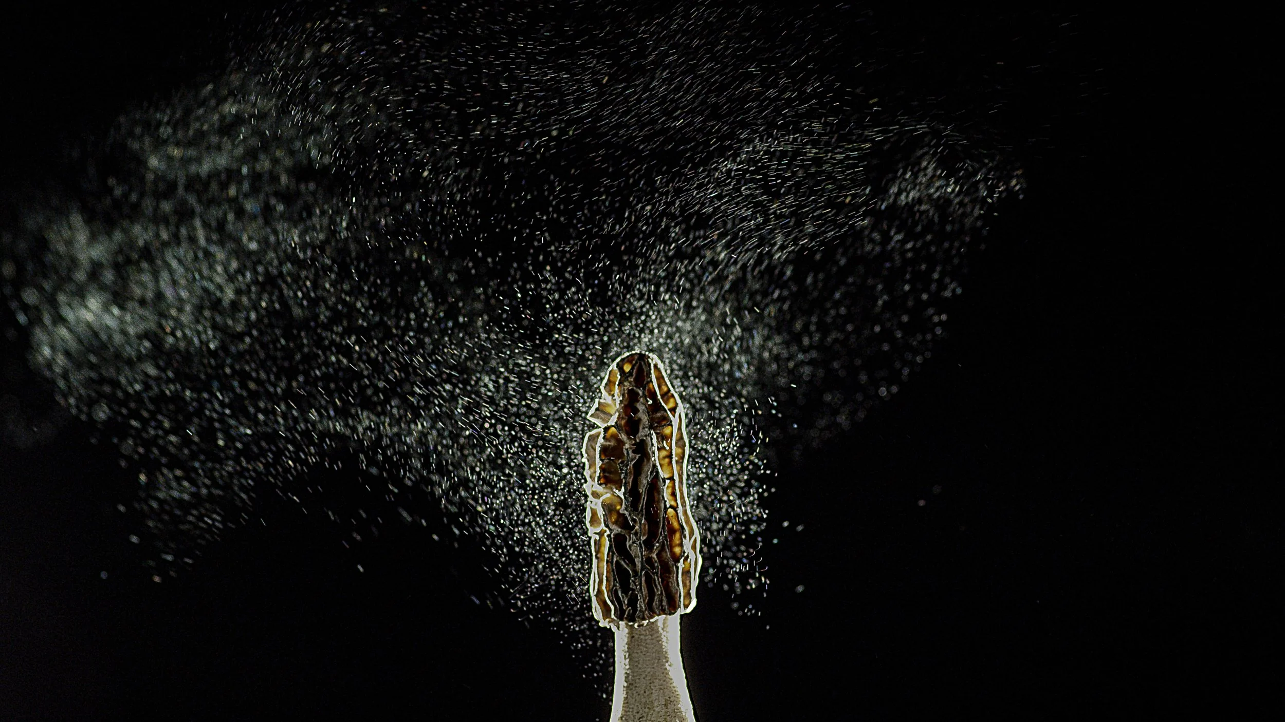 Web Morel 2_1.1.1.jpg