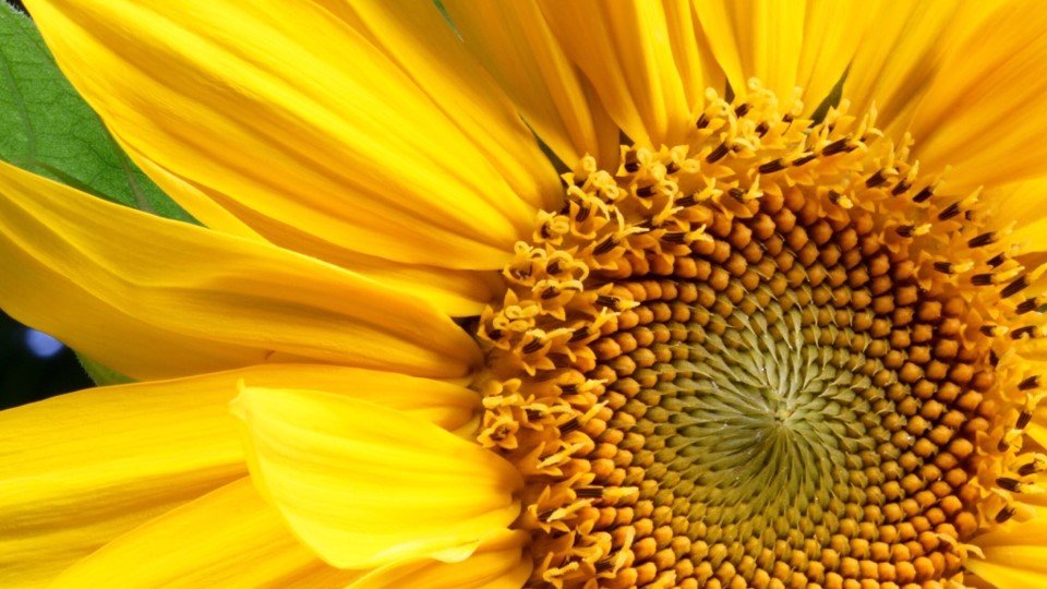 sunflower tab.jpg