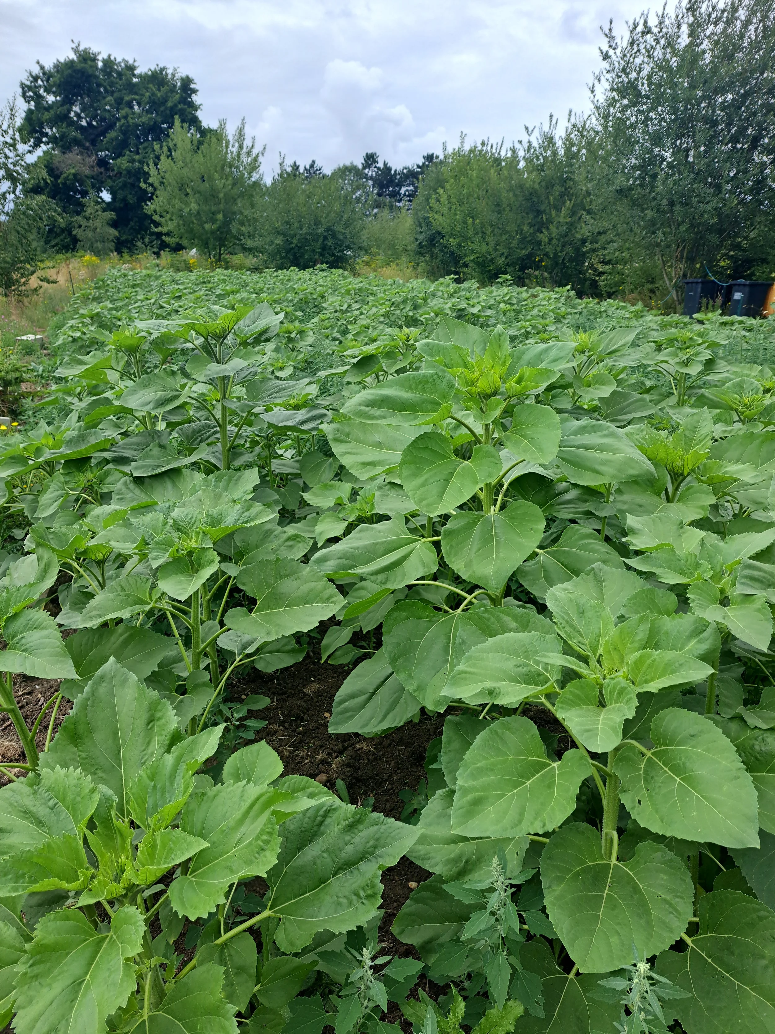 20250726_103956 (1).jpg