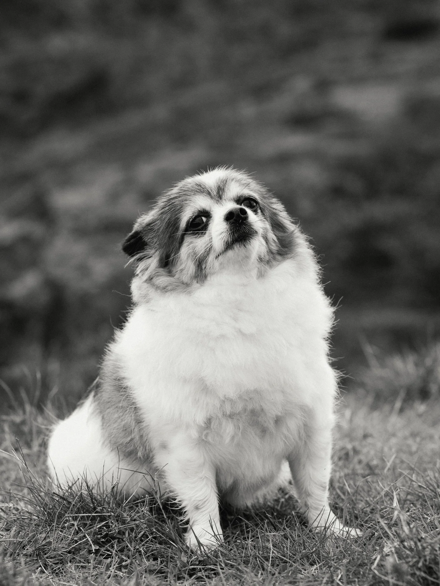 20190302-rawsthorne-110532-andrew-maybury-bnw.jpg