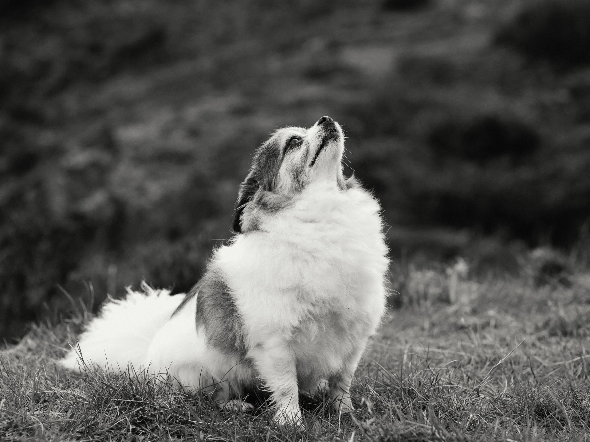 20190302-rawsthorne-110631-andrew-maybury-bnw.jpg