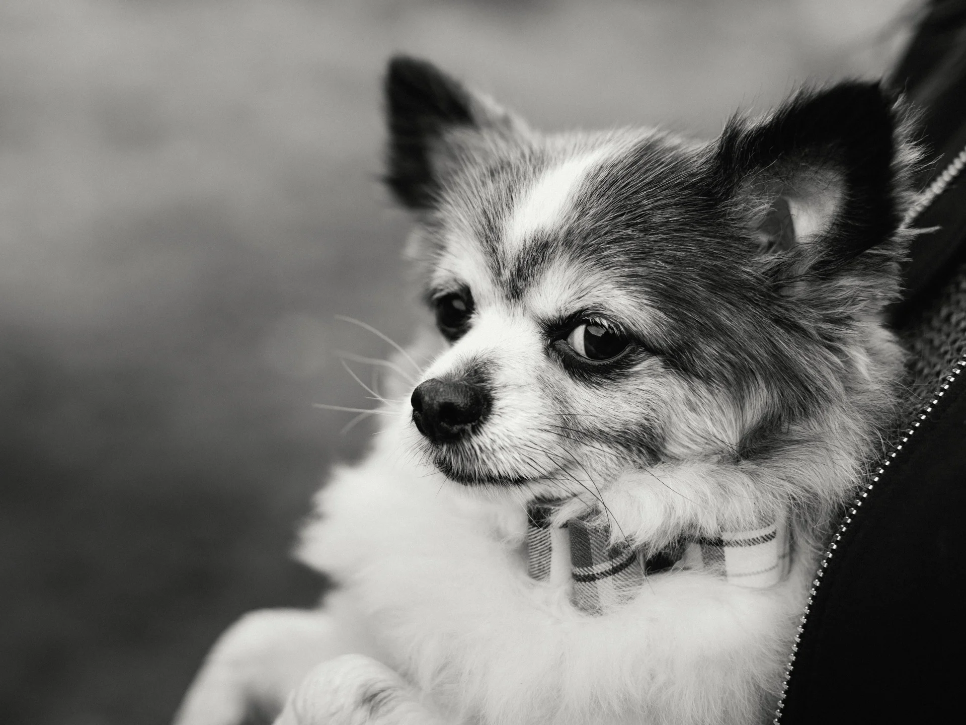 20190302-rawsthorne-120958-andrew-maybury-bnw.jpg