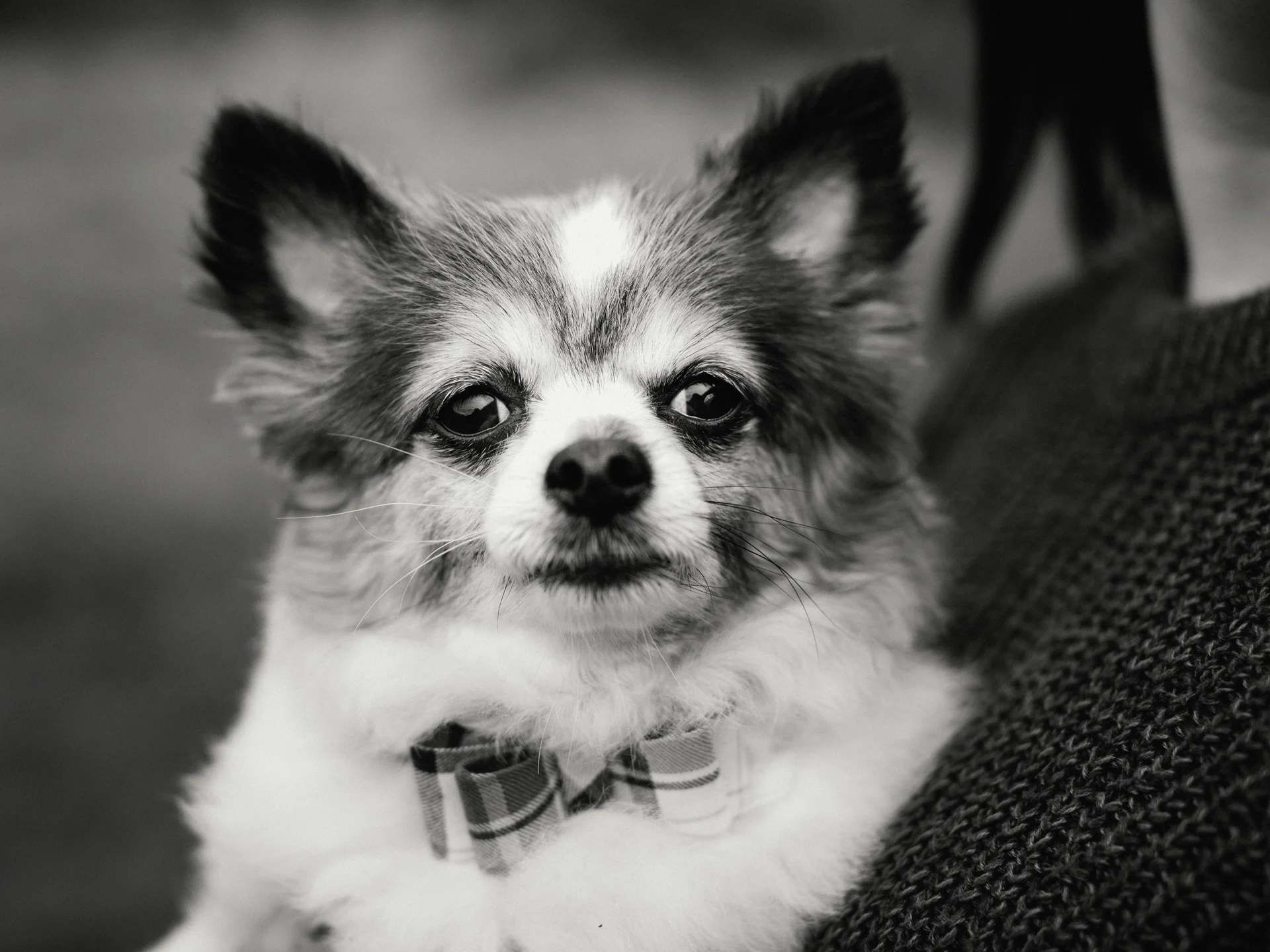 20190302-rawsthorne-121227-andrew-maybury-bnw.jpg