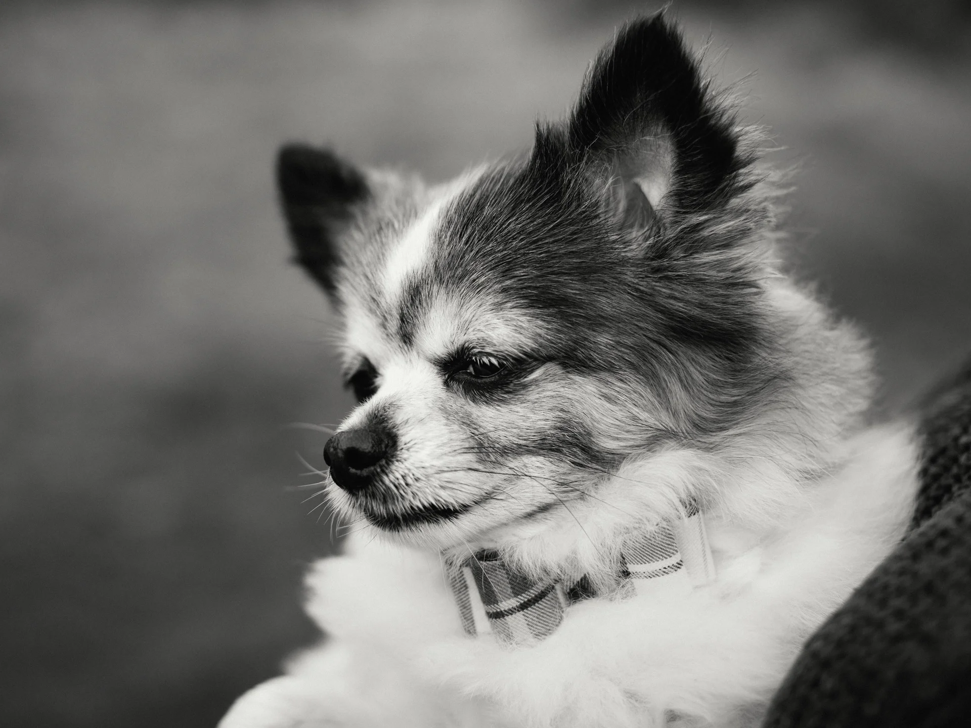 20190302-rawsthorne-121421-andrew-maybury-bnw.jpg