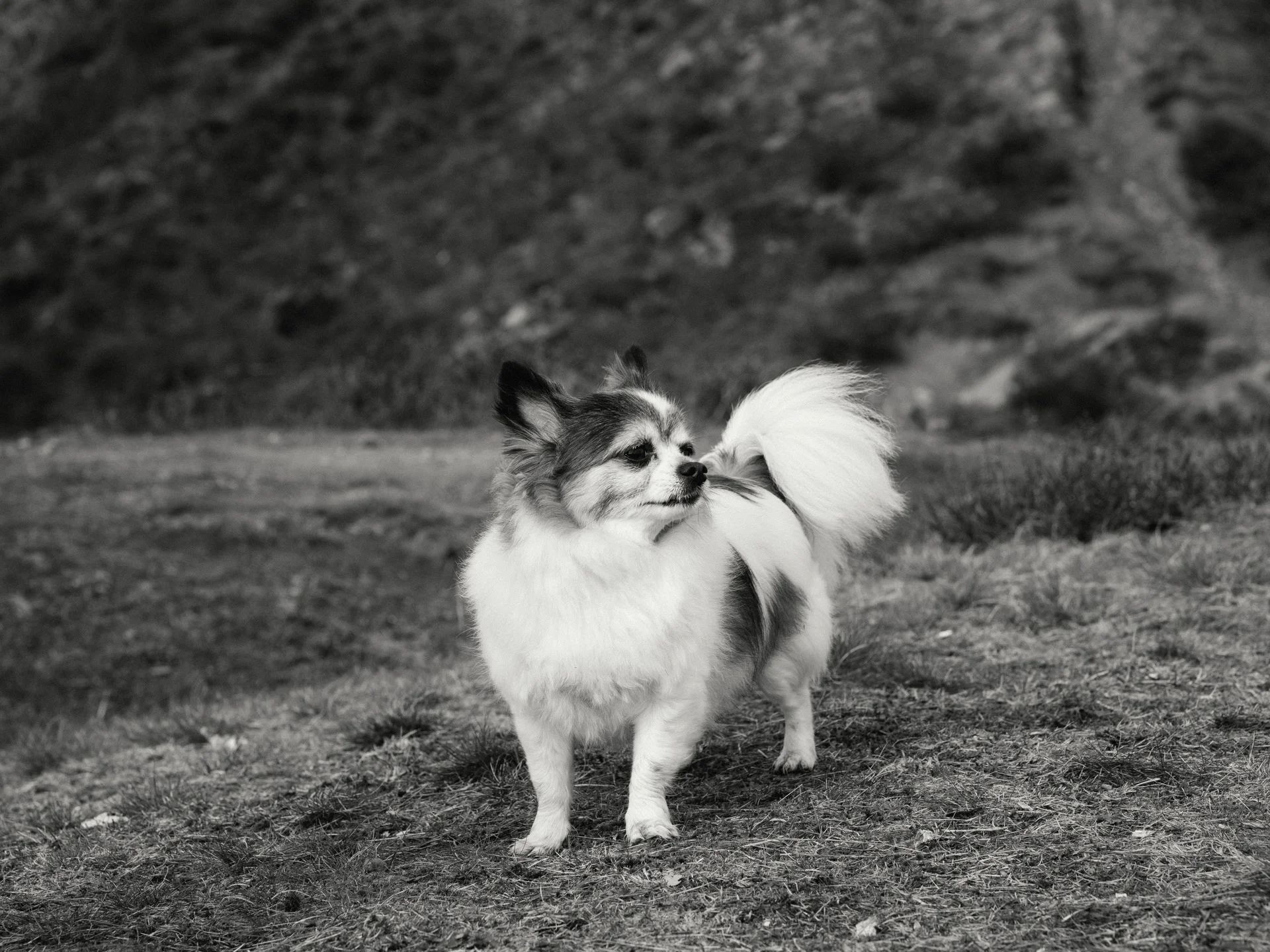 20190302-rawsthorne-122740-andrew-maybury-bnw.jpg