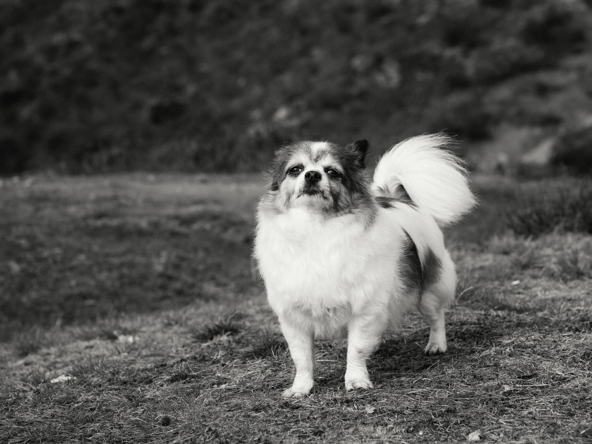 20190302-rawsthorne-122743-andrew-maybury-bnw.jpg