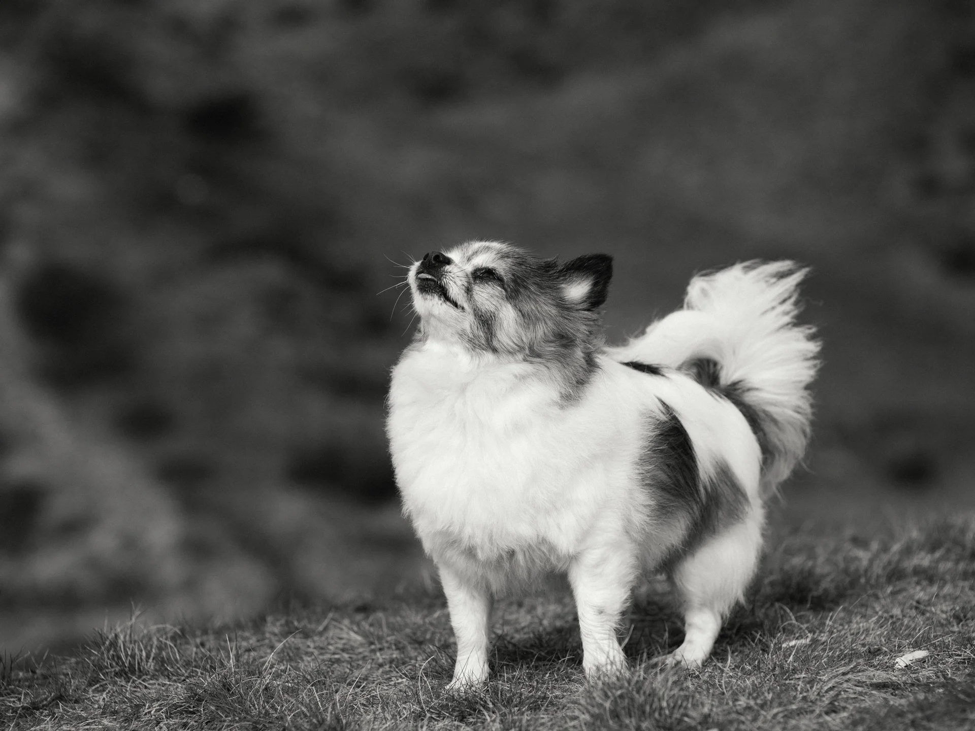 20190302-rawsthorne-122835-andrew-maybury-bnw.jpg
