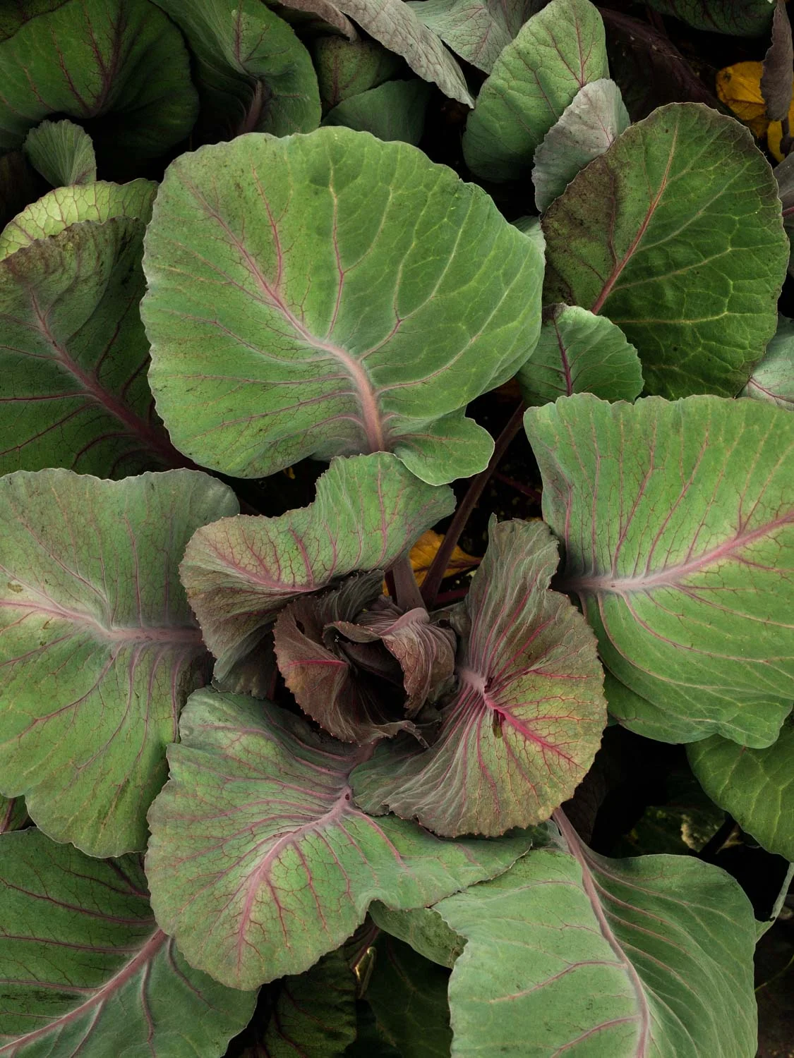 20190426-fern-verrow-102717.jpg
