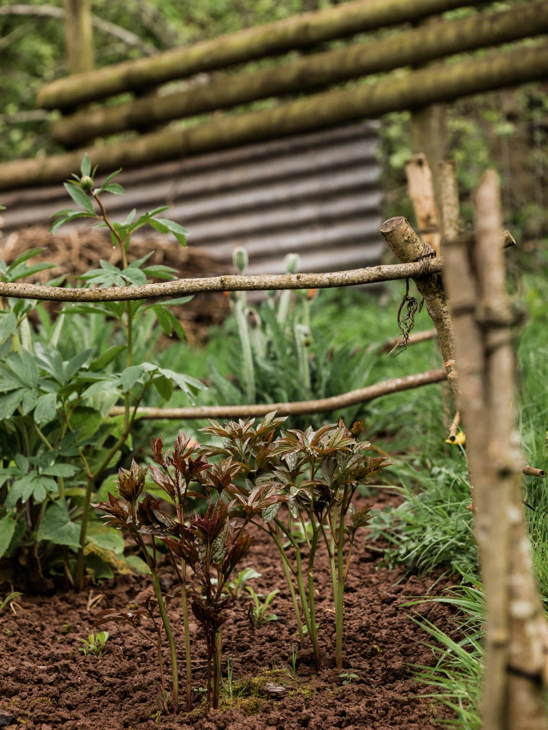 20190426-fern-verrow-132200.jpg