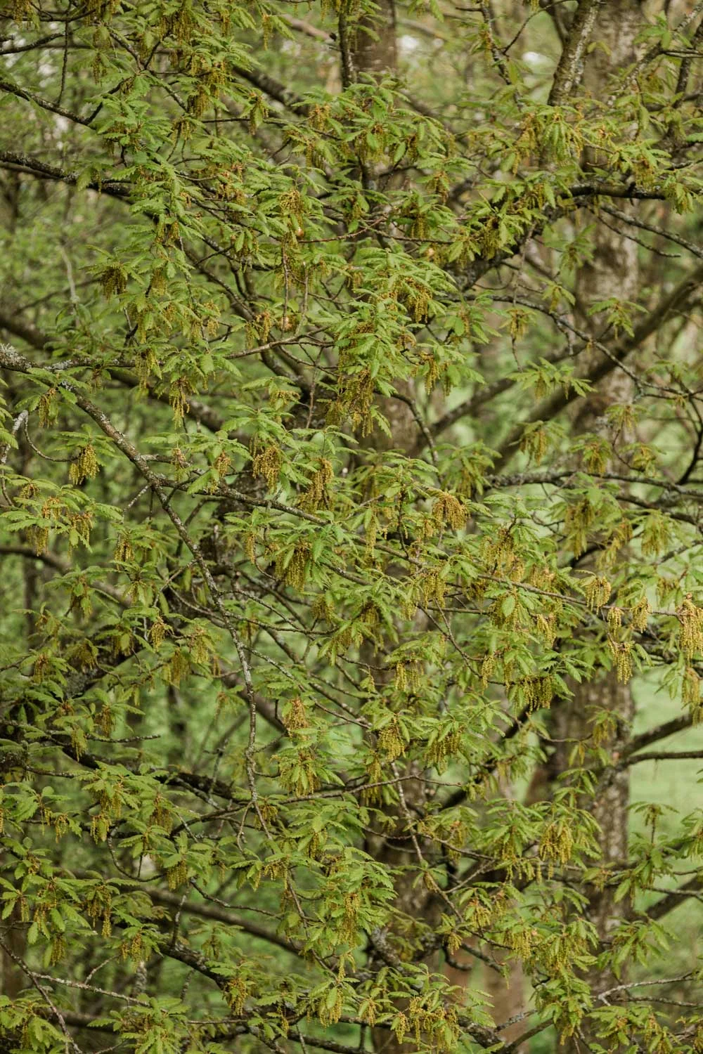 20190426-fern-verrow-133159.jpg