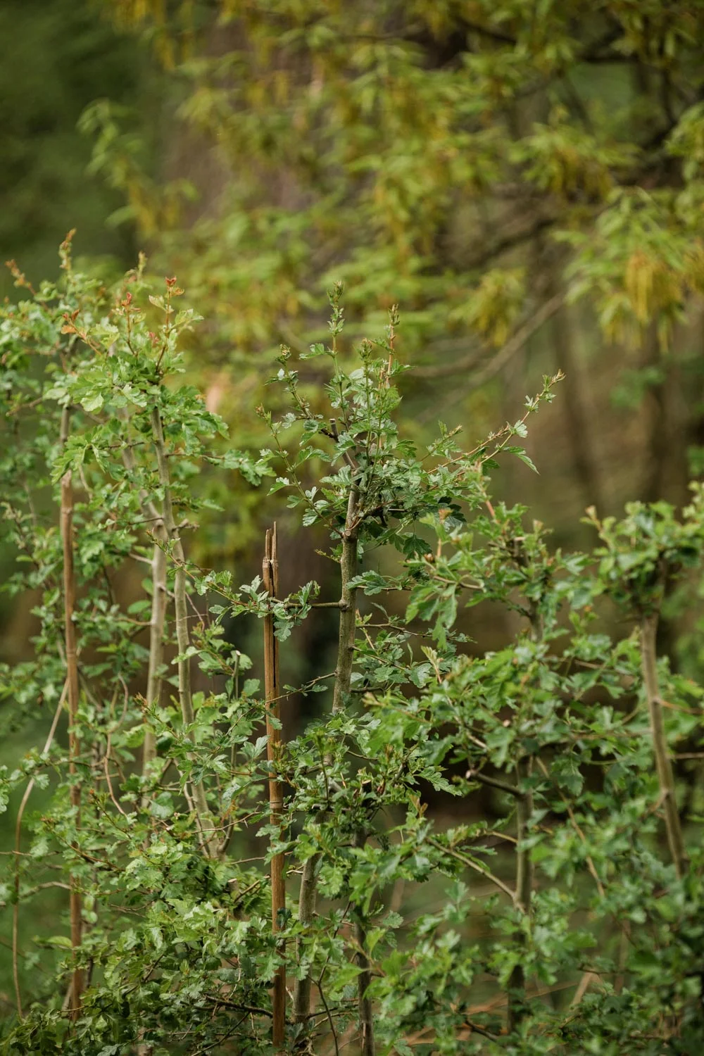 20190426-fern-verrow-133801.jpg