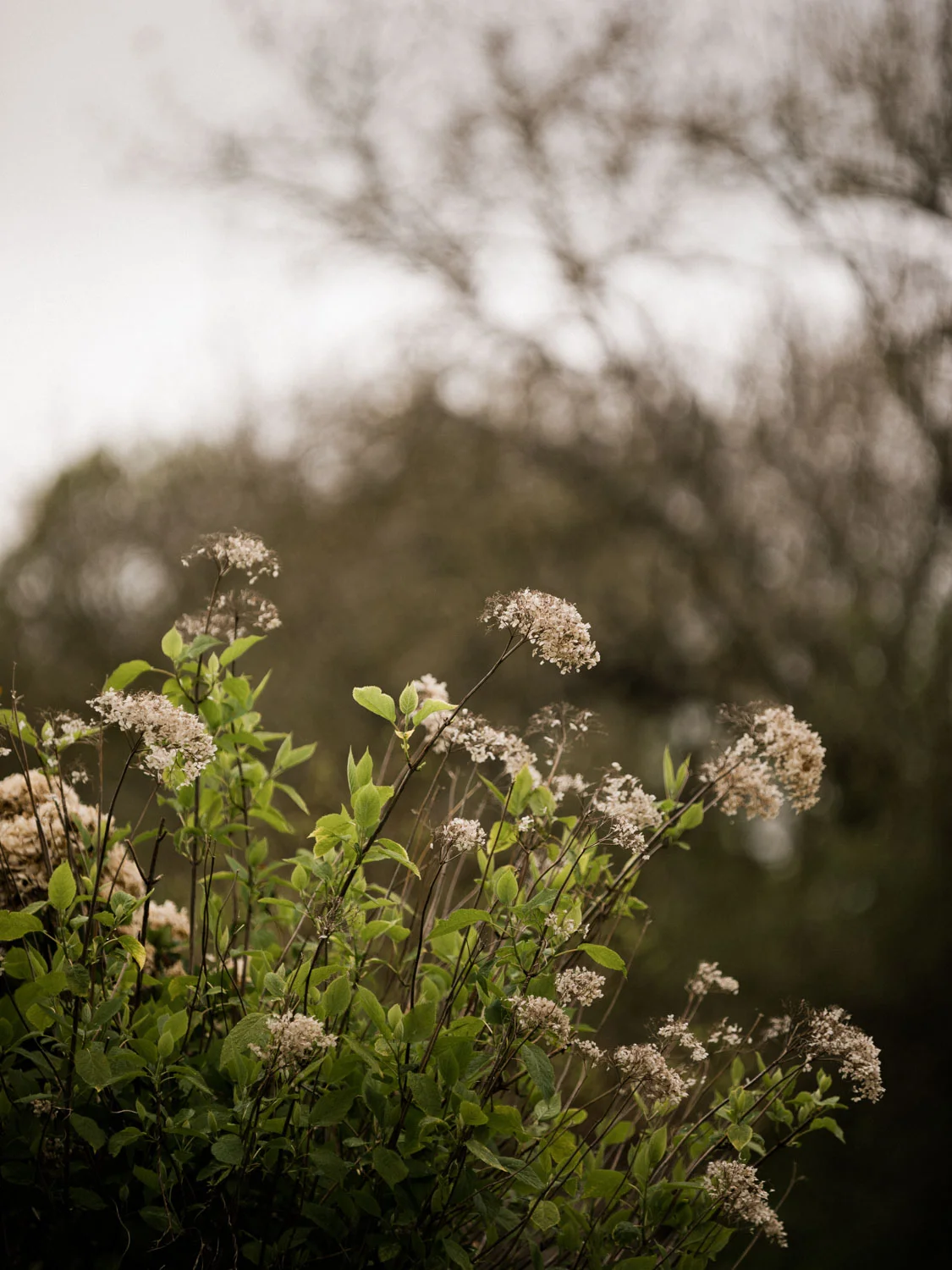 20190426-fern-verrow-135042.jpg