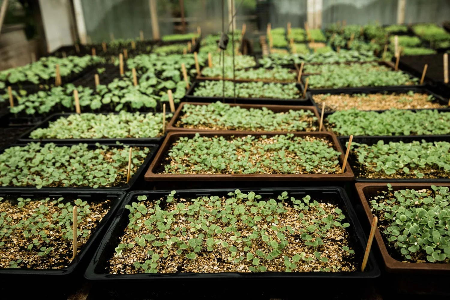 20190426-fern-verrow-153132.jpg