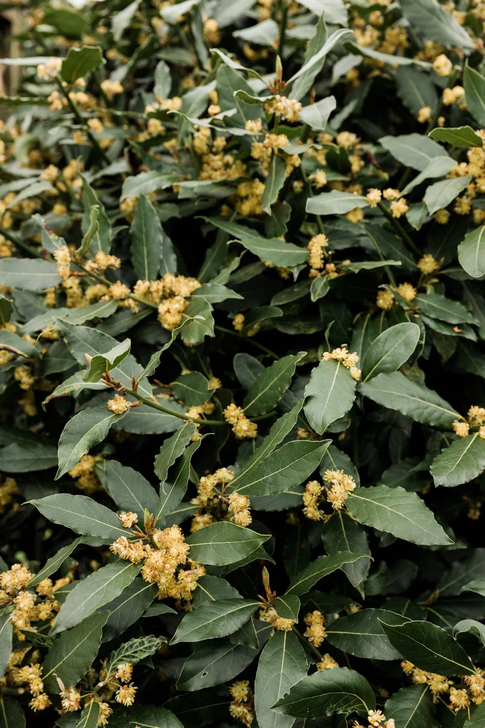 20190426-fern-verrow-160104.jpg