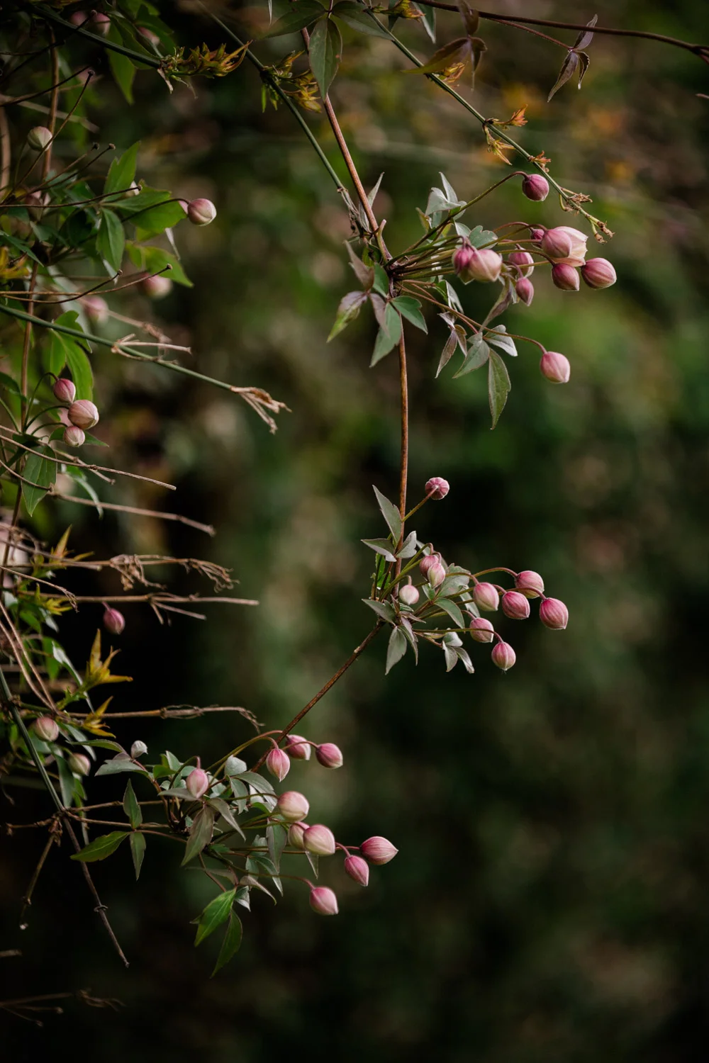 20190426-fern-verrow-171936.jpg