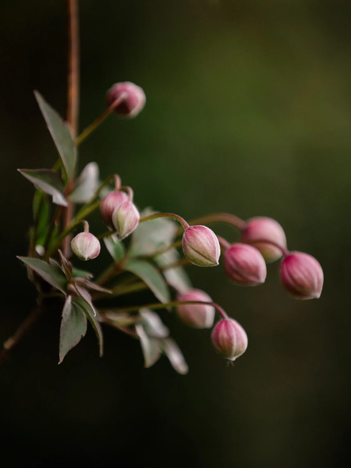20190426-fern-verrow-172100.jpg
