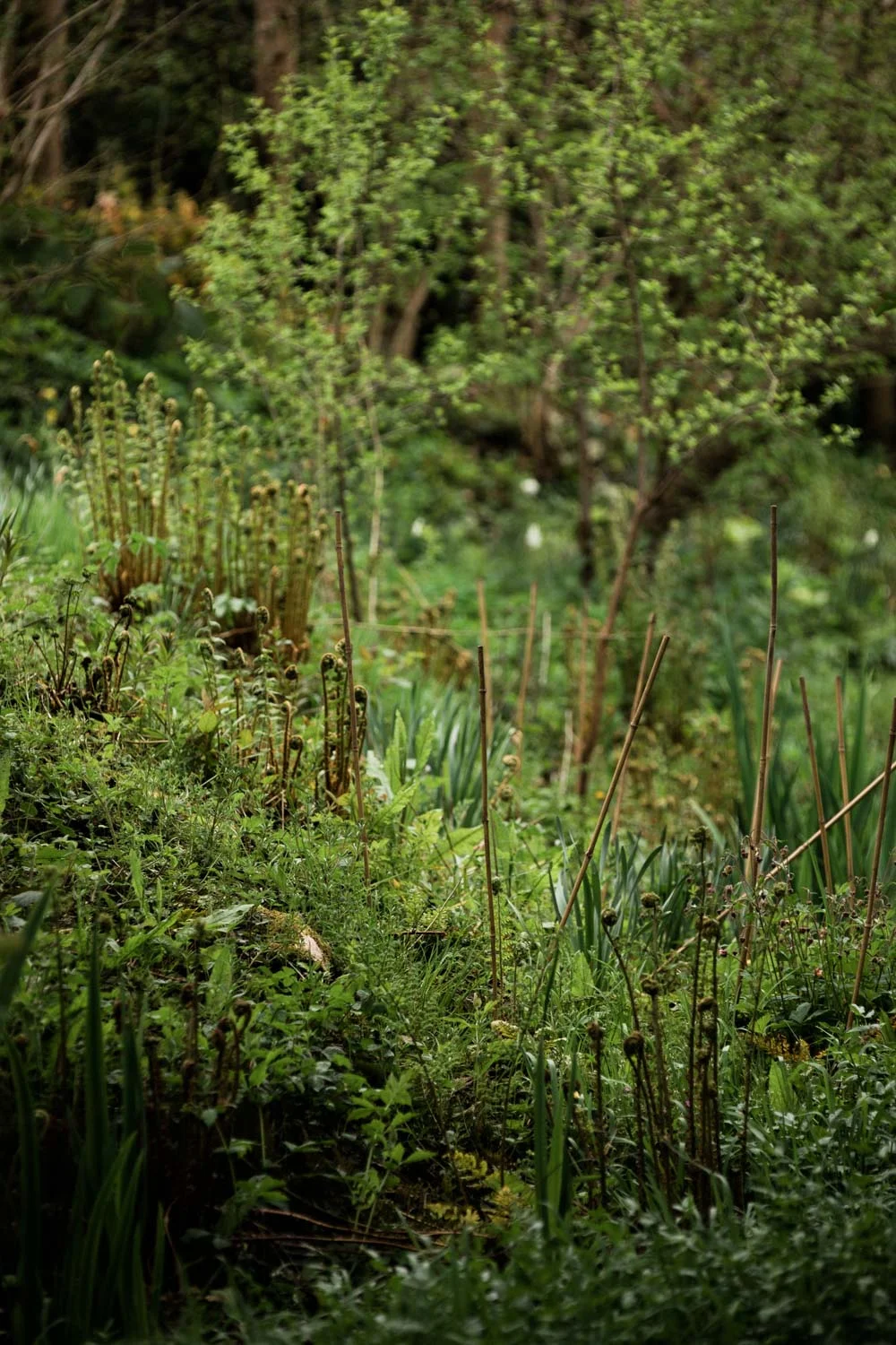 20190426-fern-verrow-174126.jpg