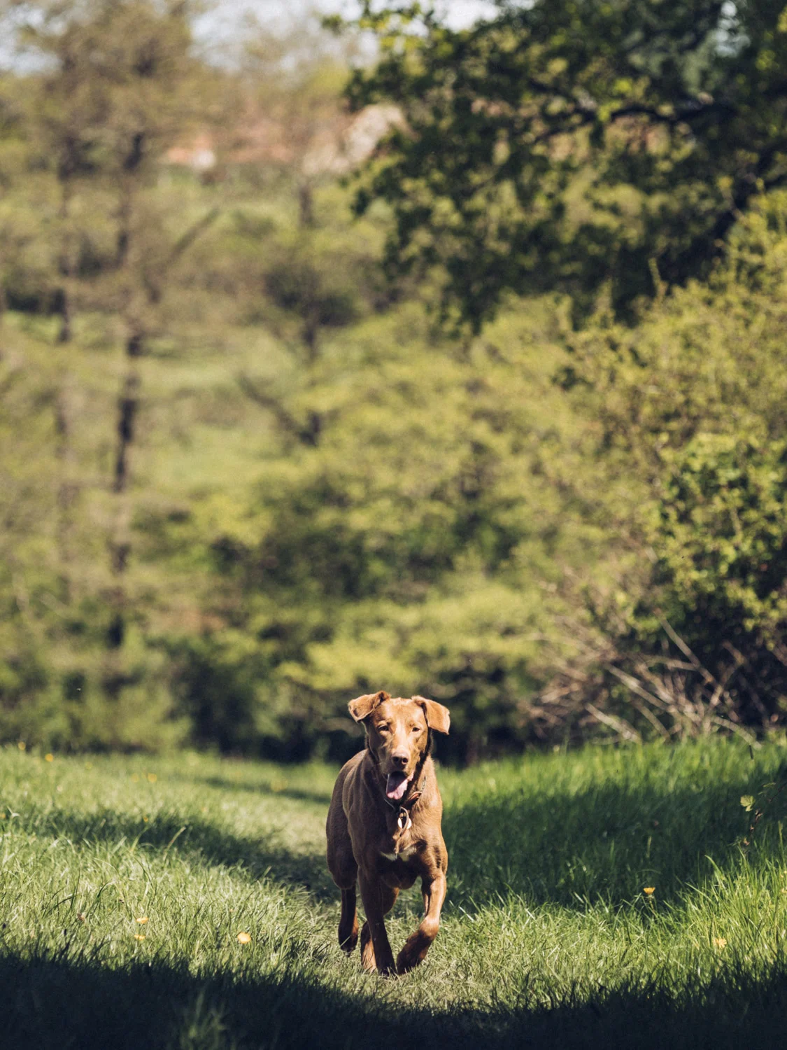 20190504-hargrave-lupin-135500-2.jpg