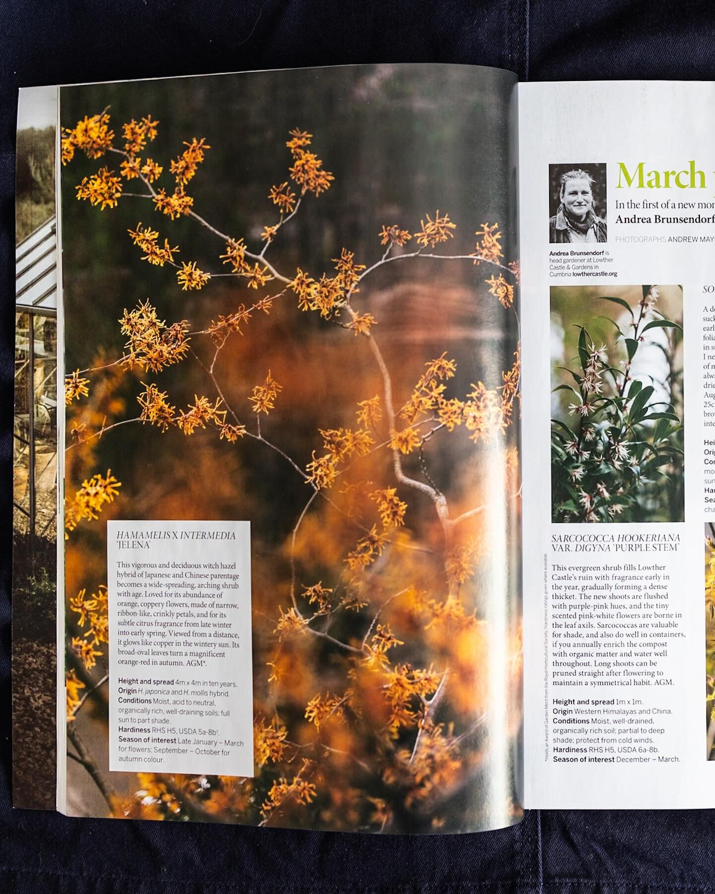 Such a privilege to have worked on this with @andreabrunsendorf for @gardens_illustrated &mdash; The first instalment of Andrea&rsquo;s top Lowther plants is in the current, May issue of Garden Illustrated magazine.