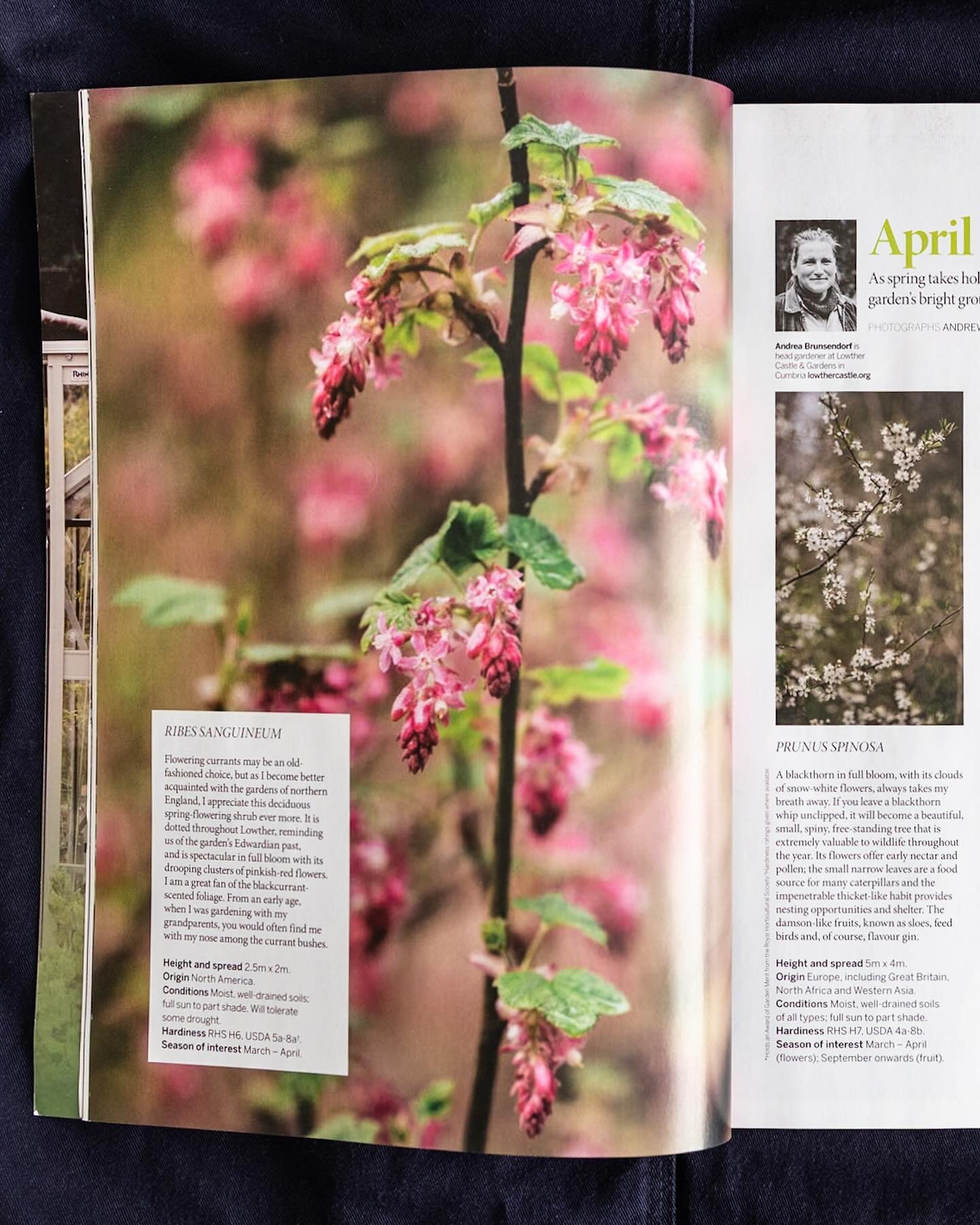 More seasonal plant picks from @andreabrunsendorf in the April issue of @gardens_illustrated