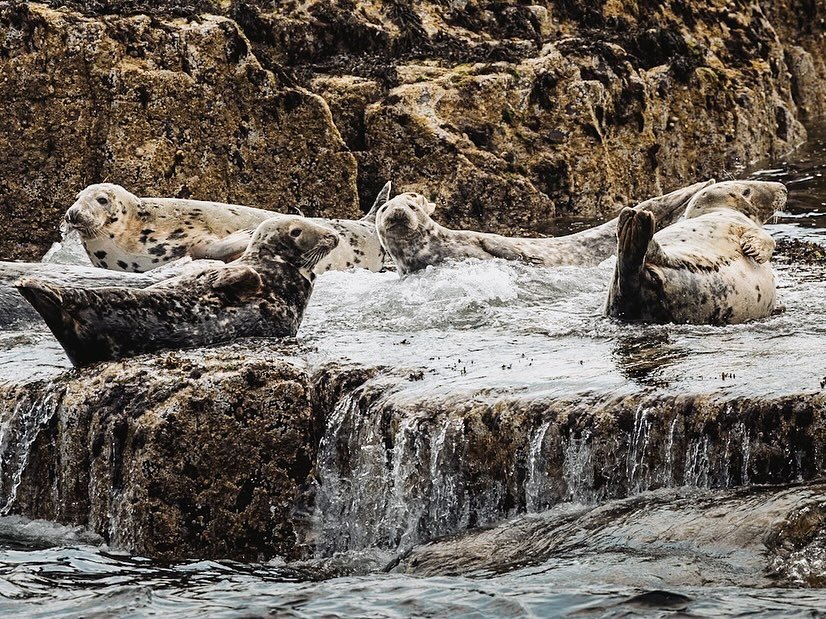 A few more seals for you &mdash; just calmly hanging out in amongst life&rsquo;s choppy waters. 

#greyseals #northumberlandcoast #farneislands #britishwildlife #canonuk