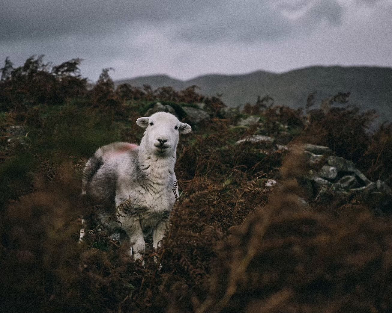 Evening herdy

#lakedistrict #herdwick #roamlakedistrict #igerscumbria #summitsandseasons
