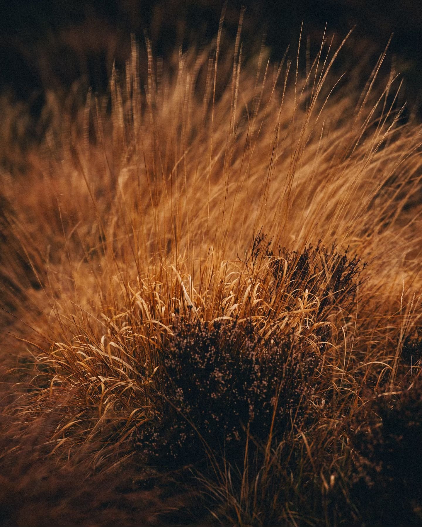 Glowing fellside grasses. It&rsquo;s that time of year when you can point the camera at anything and it looks good. 

#summitsandseasons #lakedistrictphotographer #natureandnourish #igerscumbria #autumnvibes🍁