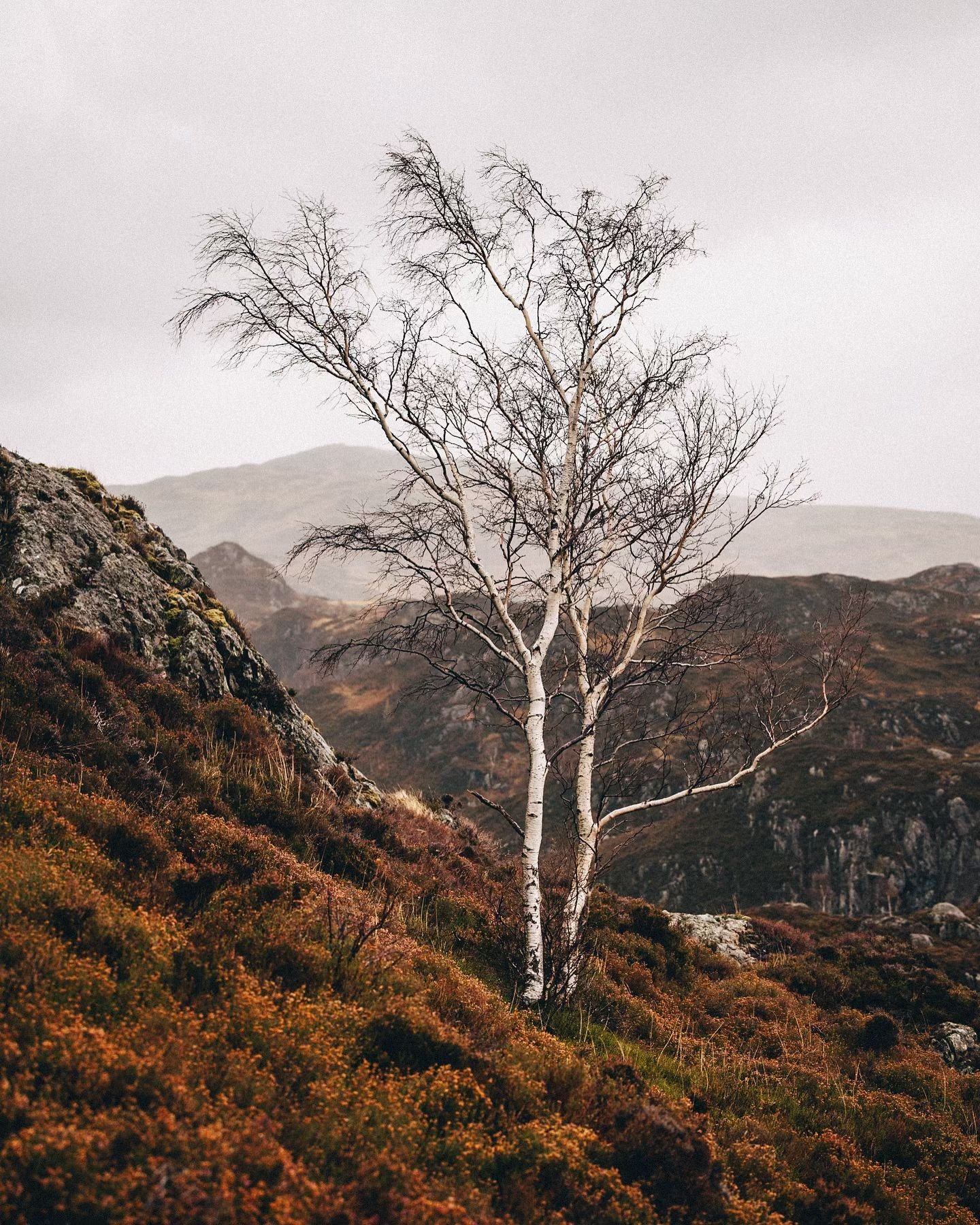 Windswept 

#lakedistrict #landscapephotography #igerscumbria #summitsandseasons #thelakelanders