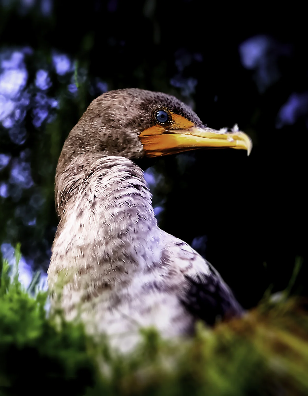 Juvenile Cormorant.jpg
