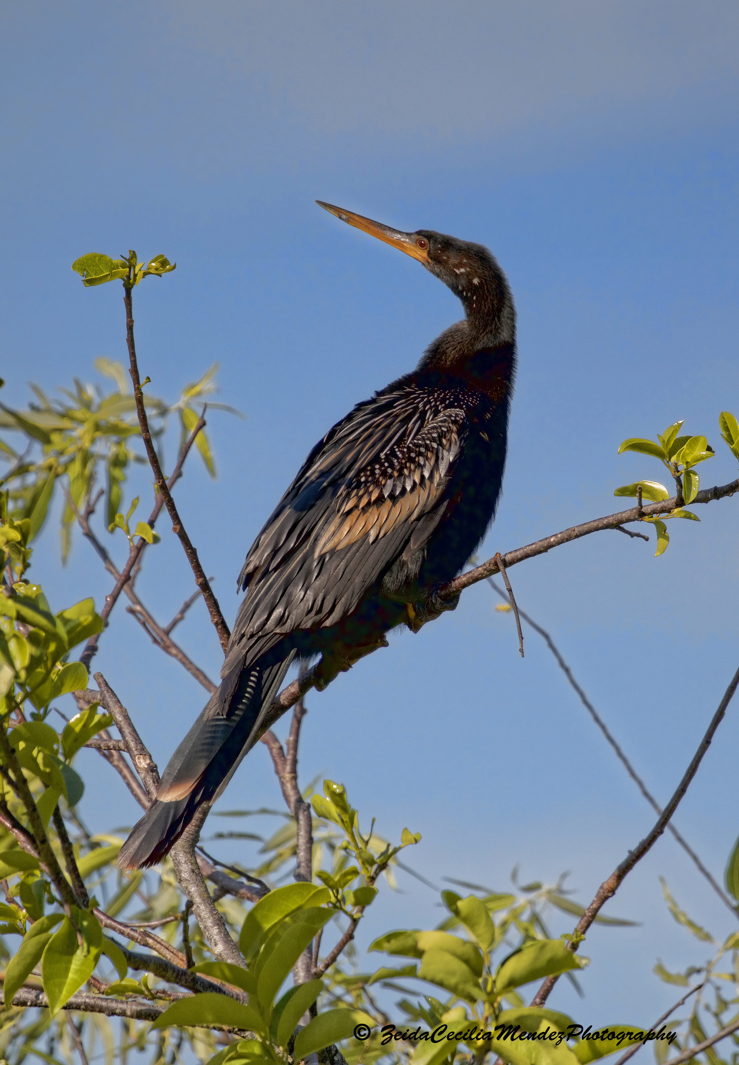 anhinga on Tree.jpg