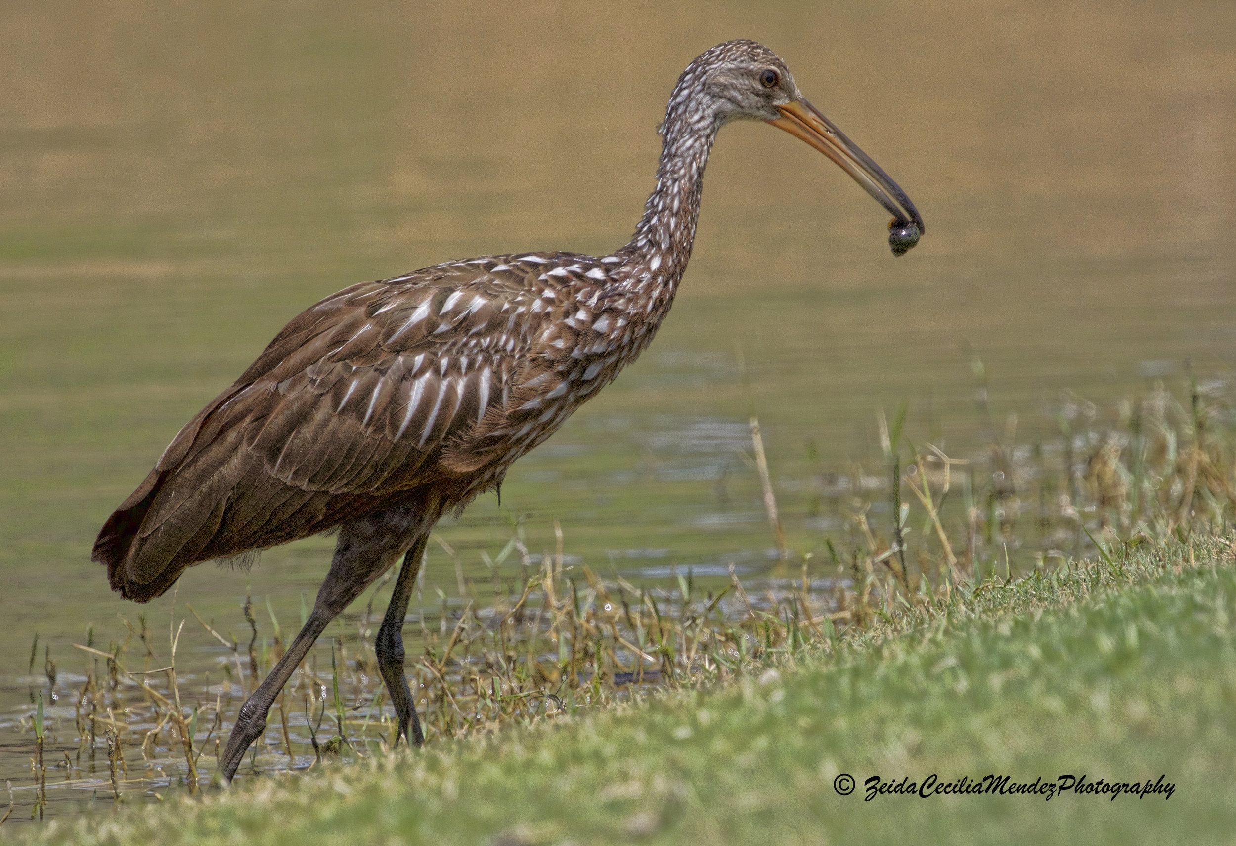 Ibis Juvie with Small Fish .jpg
