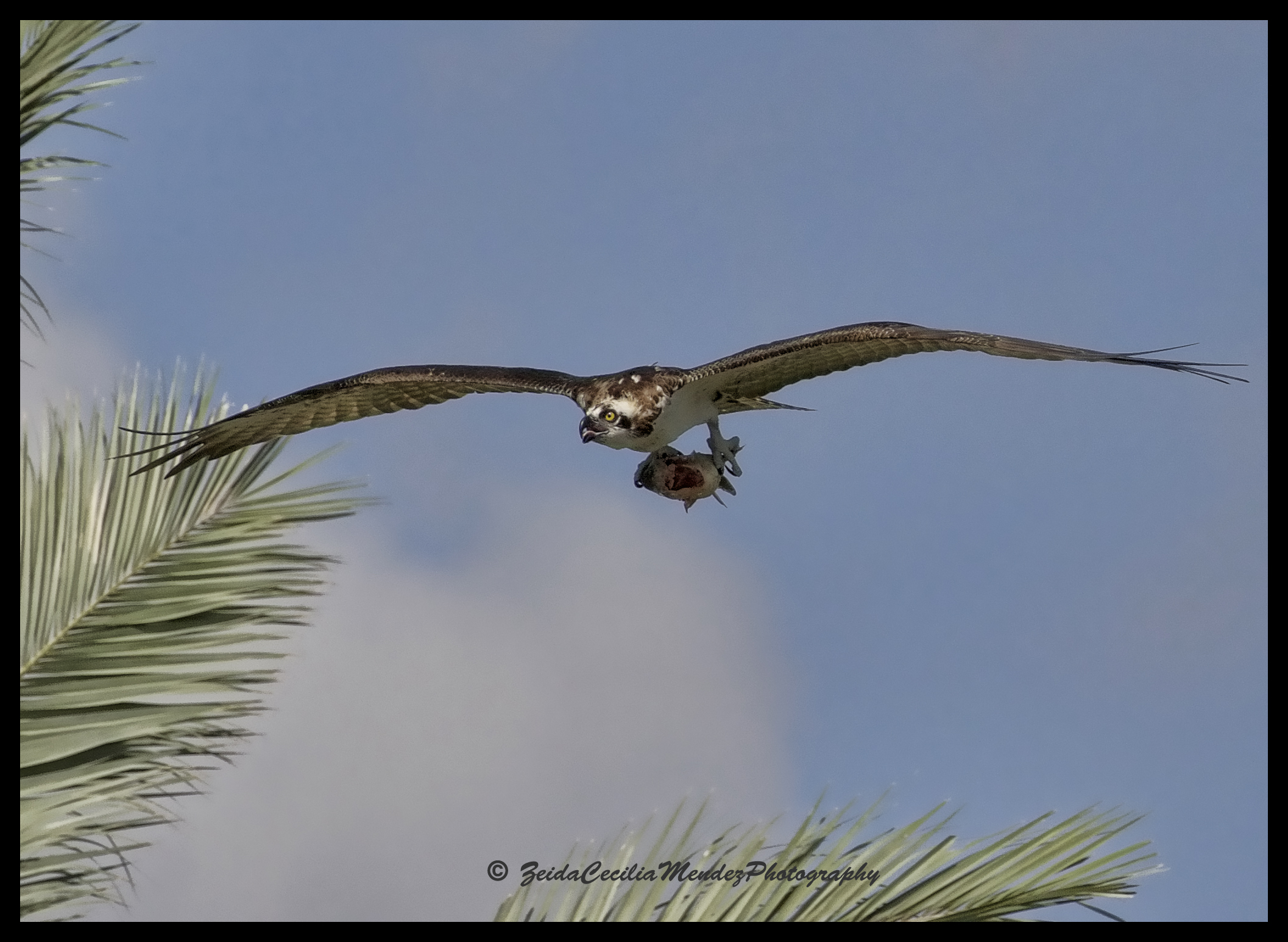 3 Osprey with Fish 2.jpg