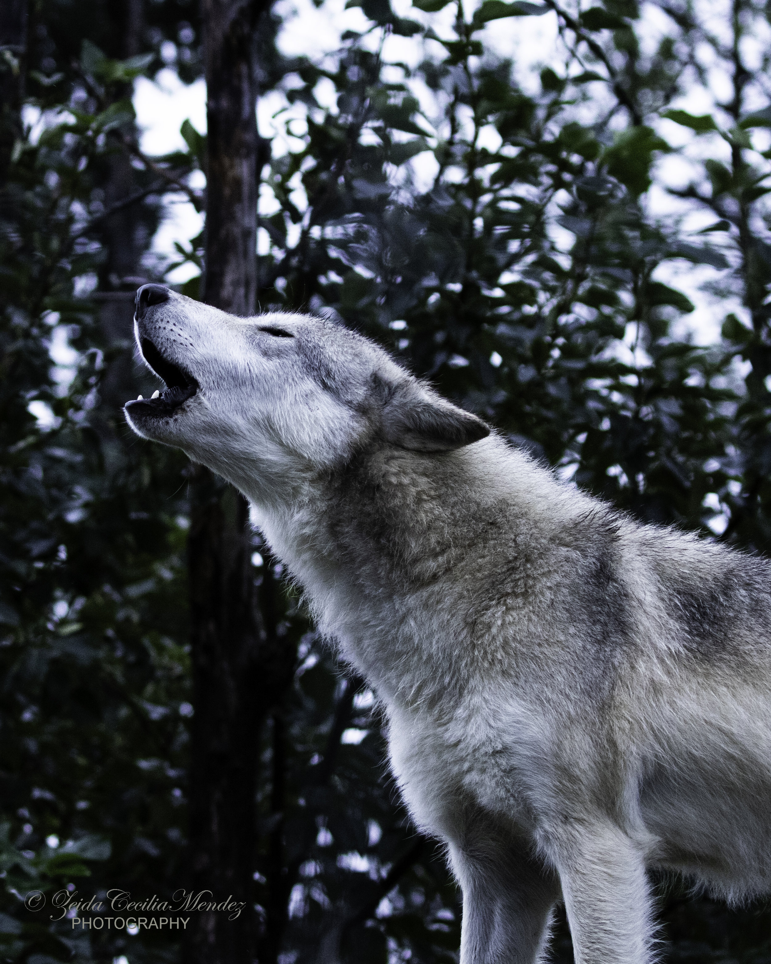 Howl GreyWolf GB2A8563.jpg