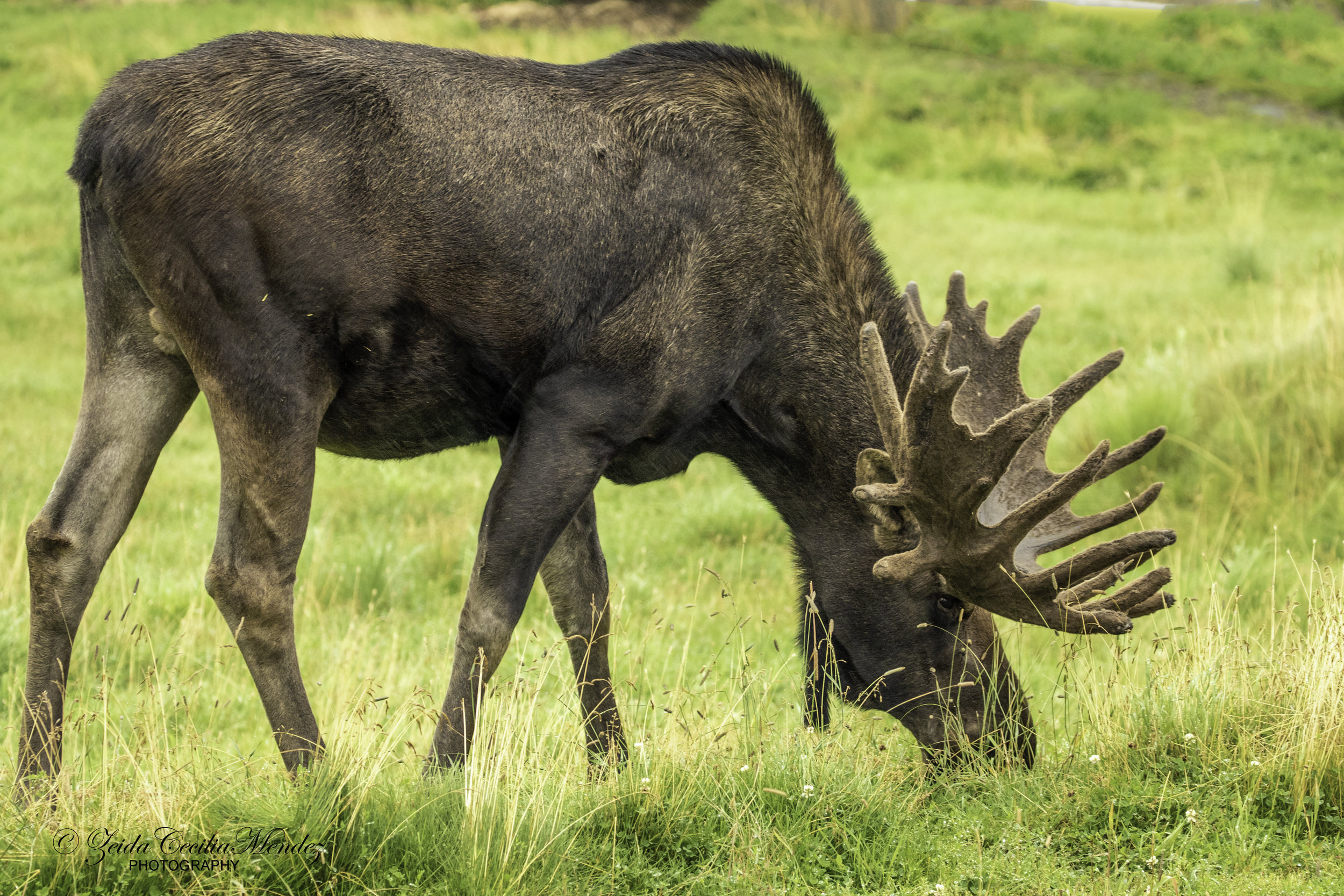 Moose GB2A8389.jpg