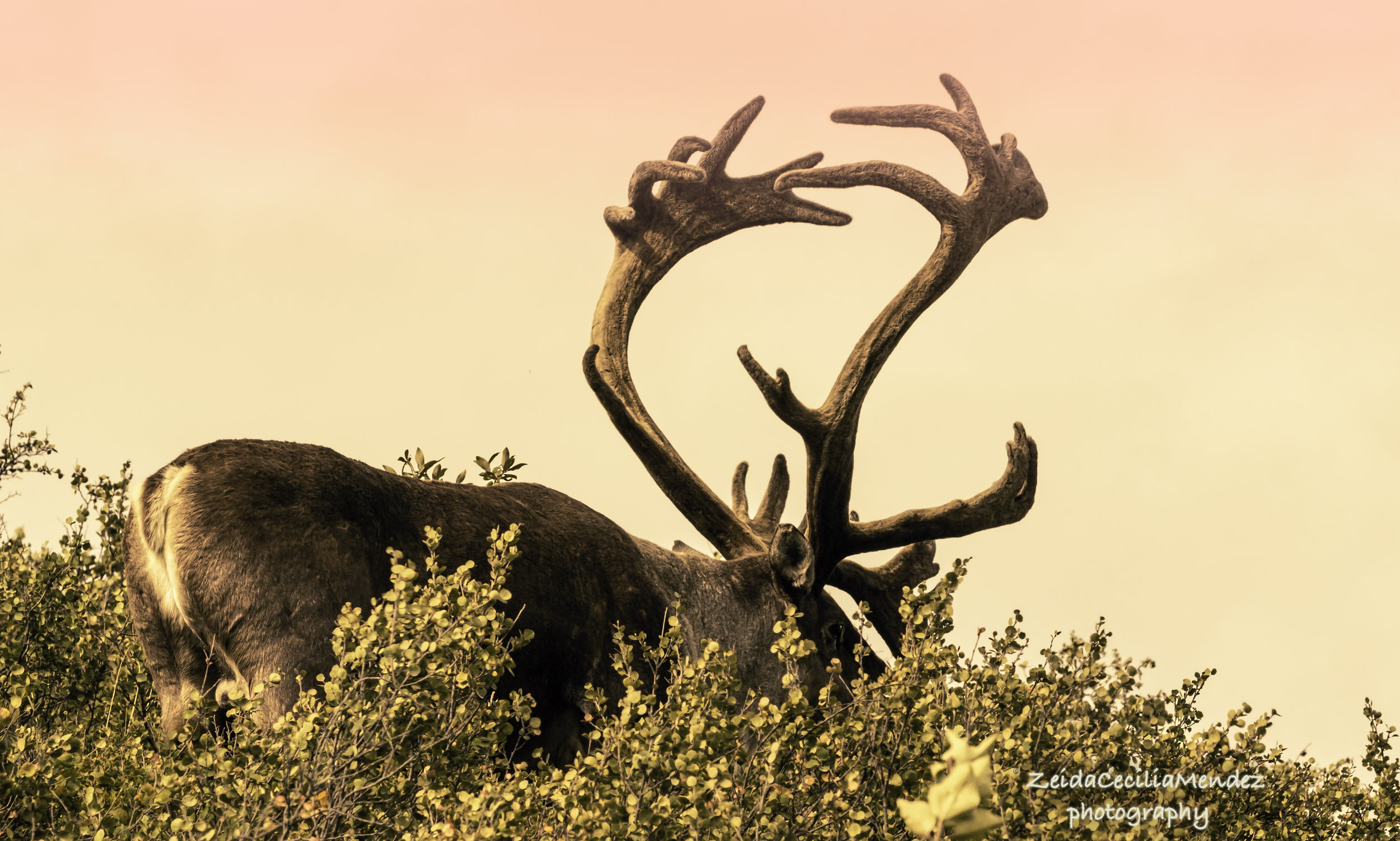 The Rack Caribou GB2A7231.jpg