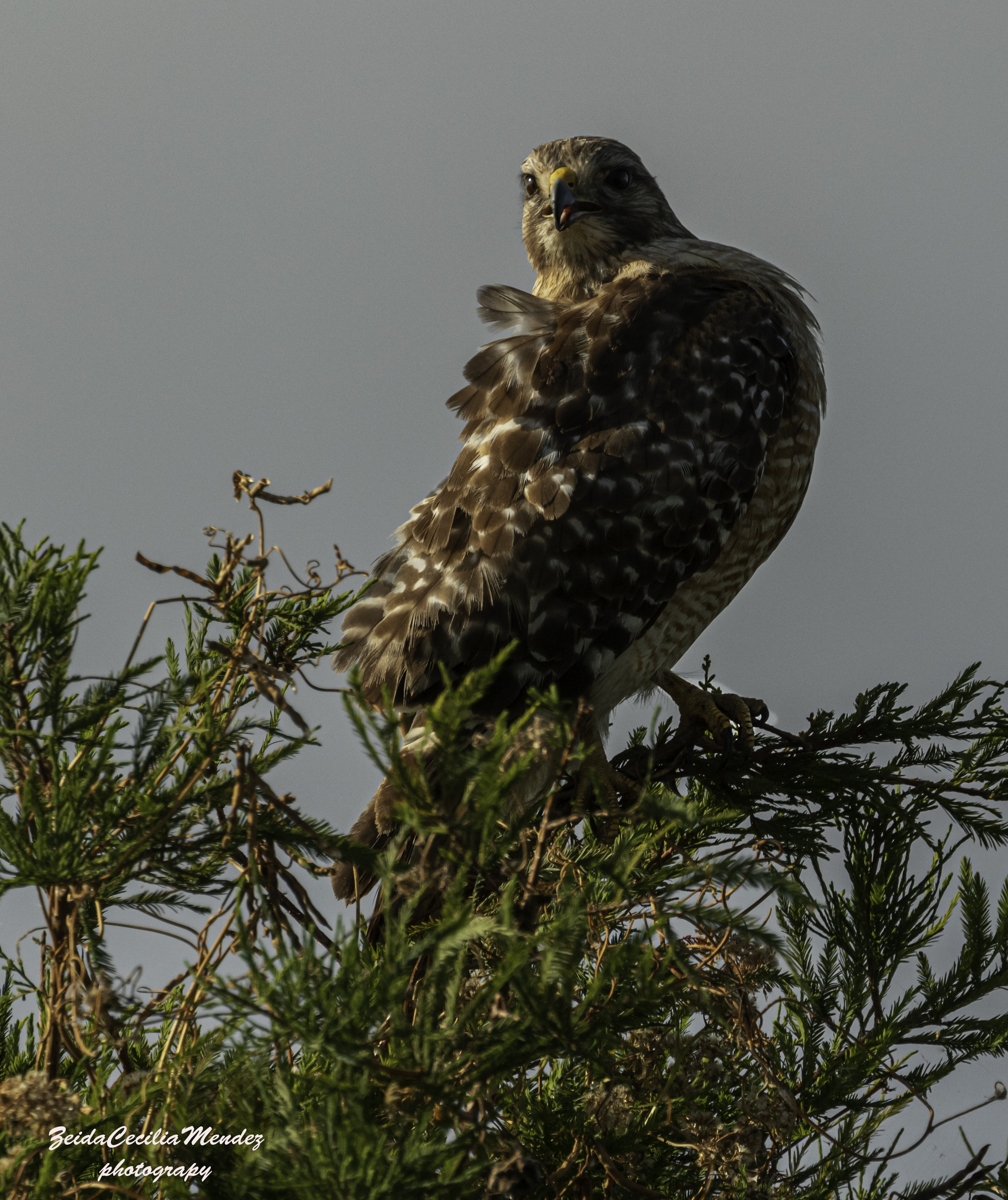 RedTailed Hawk .jpg