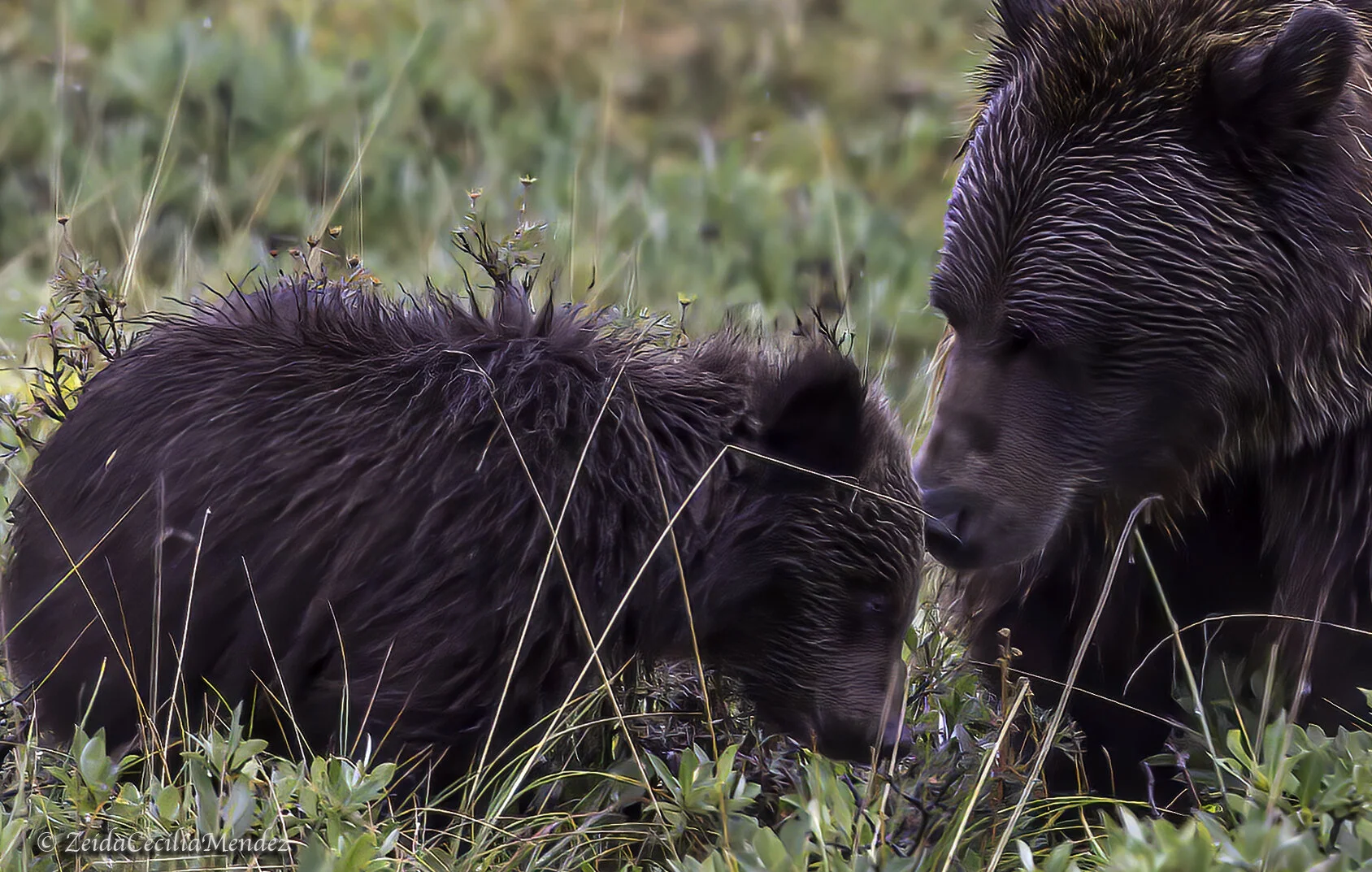 Mom & Cub ECU .jpg