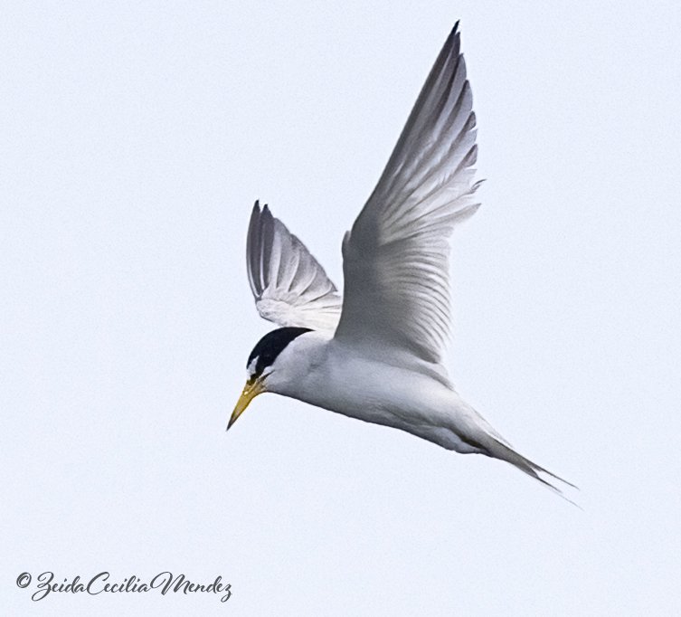 Least Tern Hovers over prey