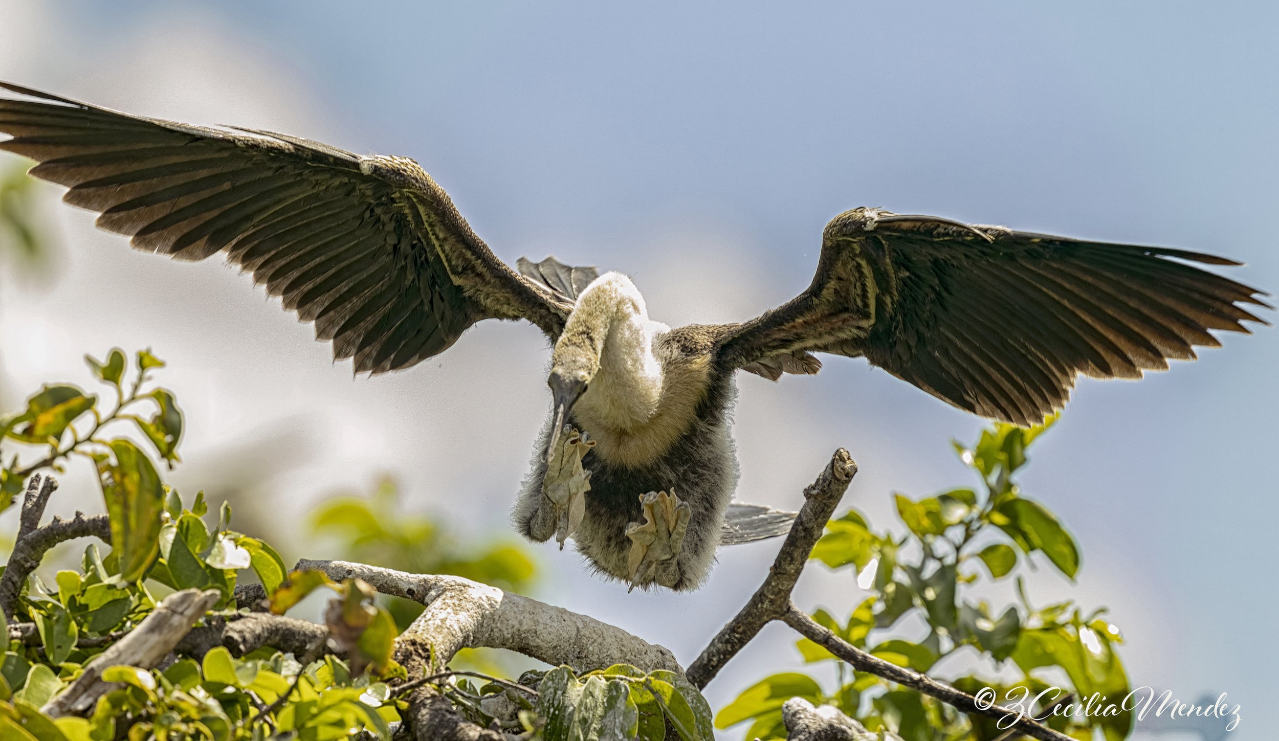 Juvenile Anhinga First Flight