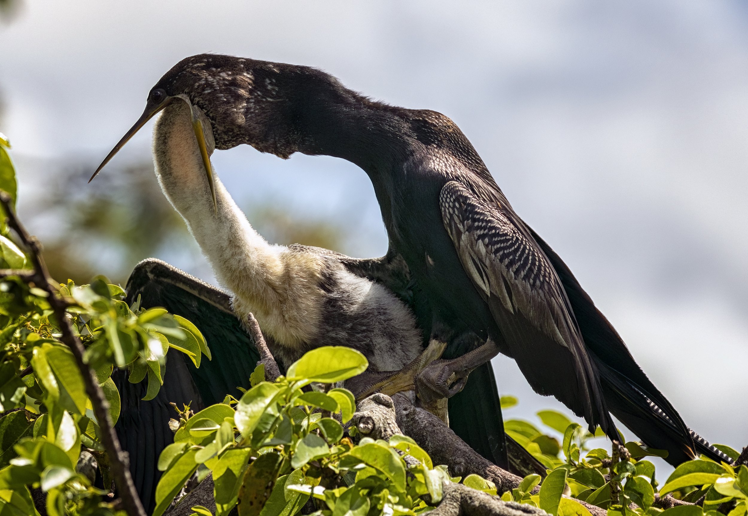 Feeding