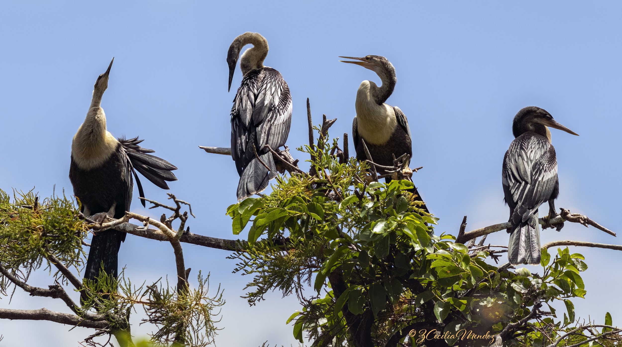 The Anhinga Family