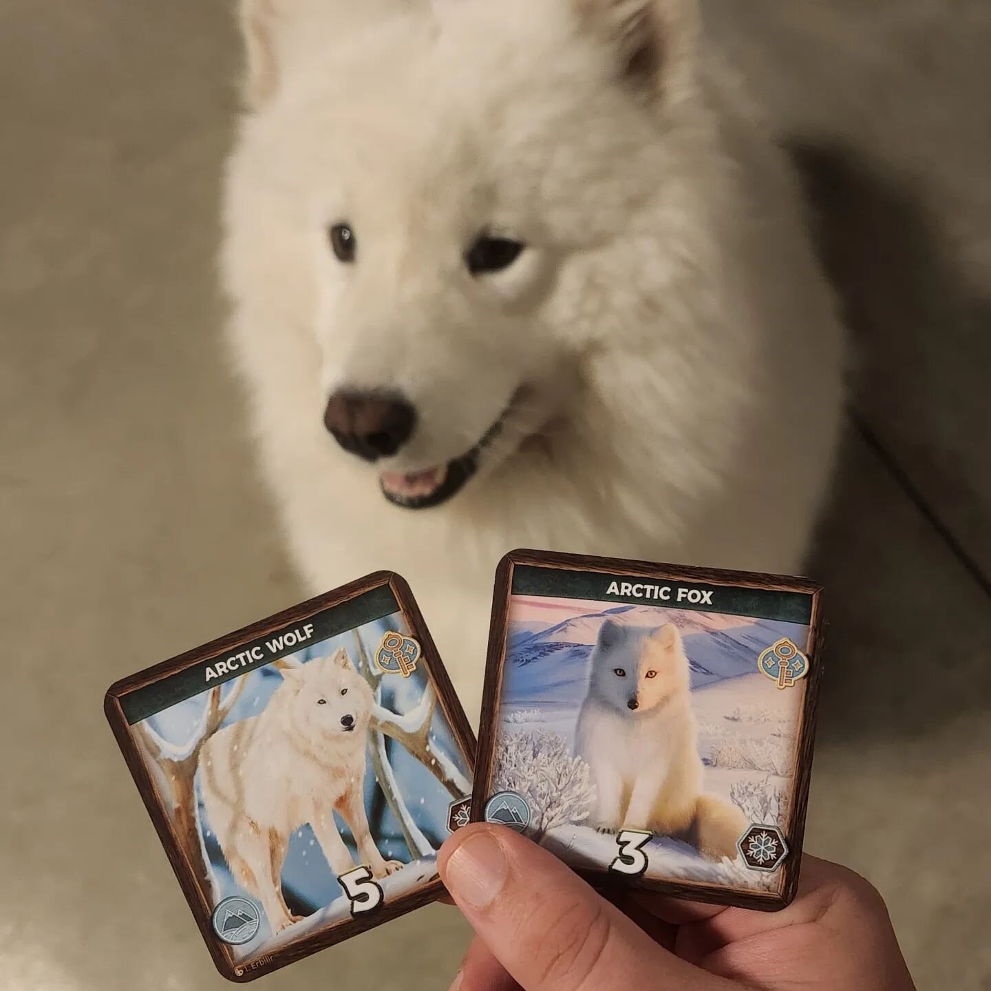 So which one do you think Loki looks the most like?
.
.
.
.
#keystonenorthamerica #rosegauntlet #samoyed #arcticfox #arcticwolf #rollforcrit #boardgames #boardgamesofinstagram #cardgames