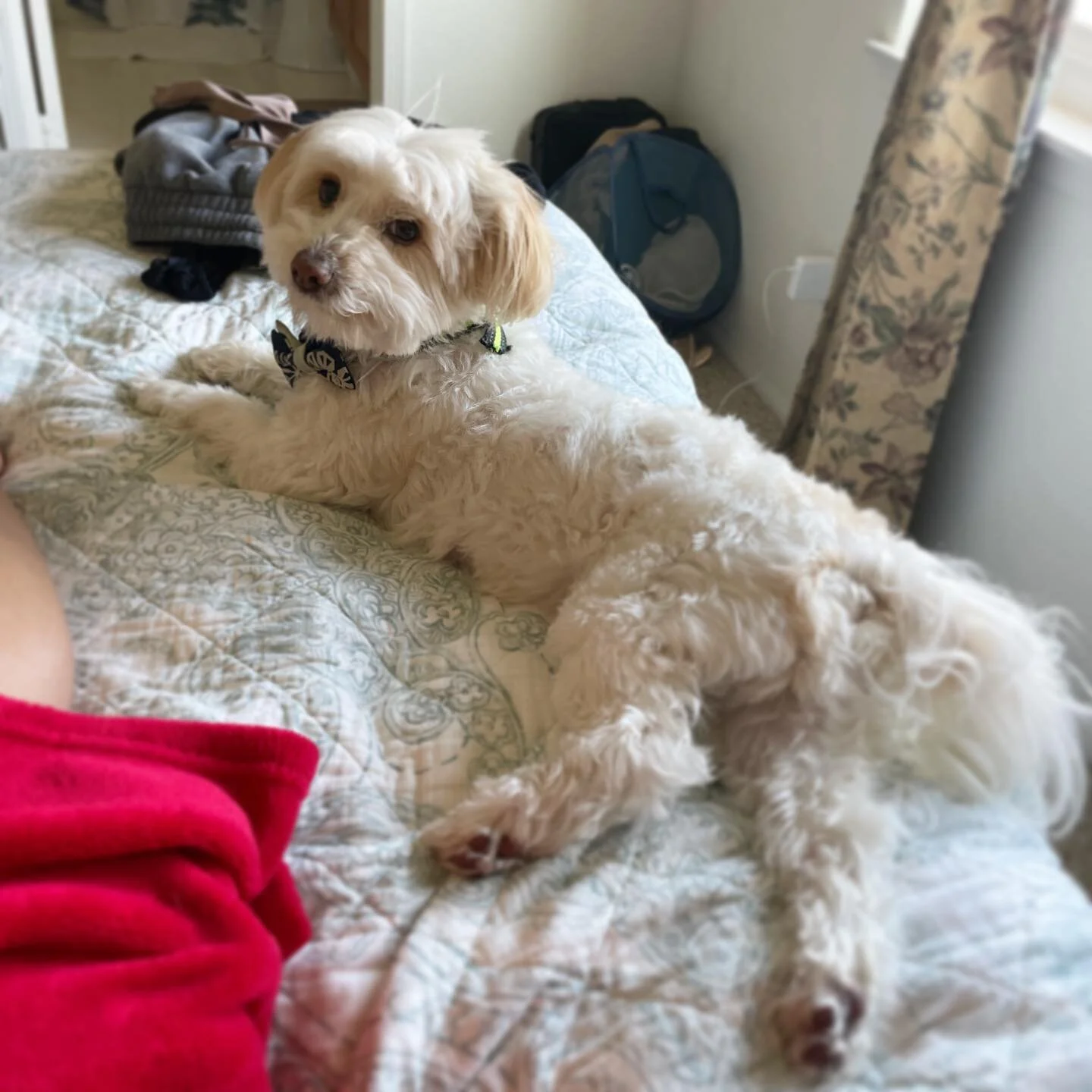 Thirst trap. #mojotherescue
#dogsofinstagram #doglife #funnydogs #adoptdontshop #rescuedogsofinstagram #rescuedogs #cutedogs #cuteanimals #poodlemix #chihuahuamix