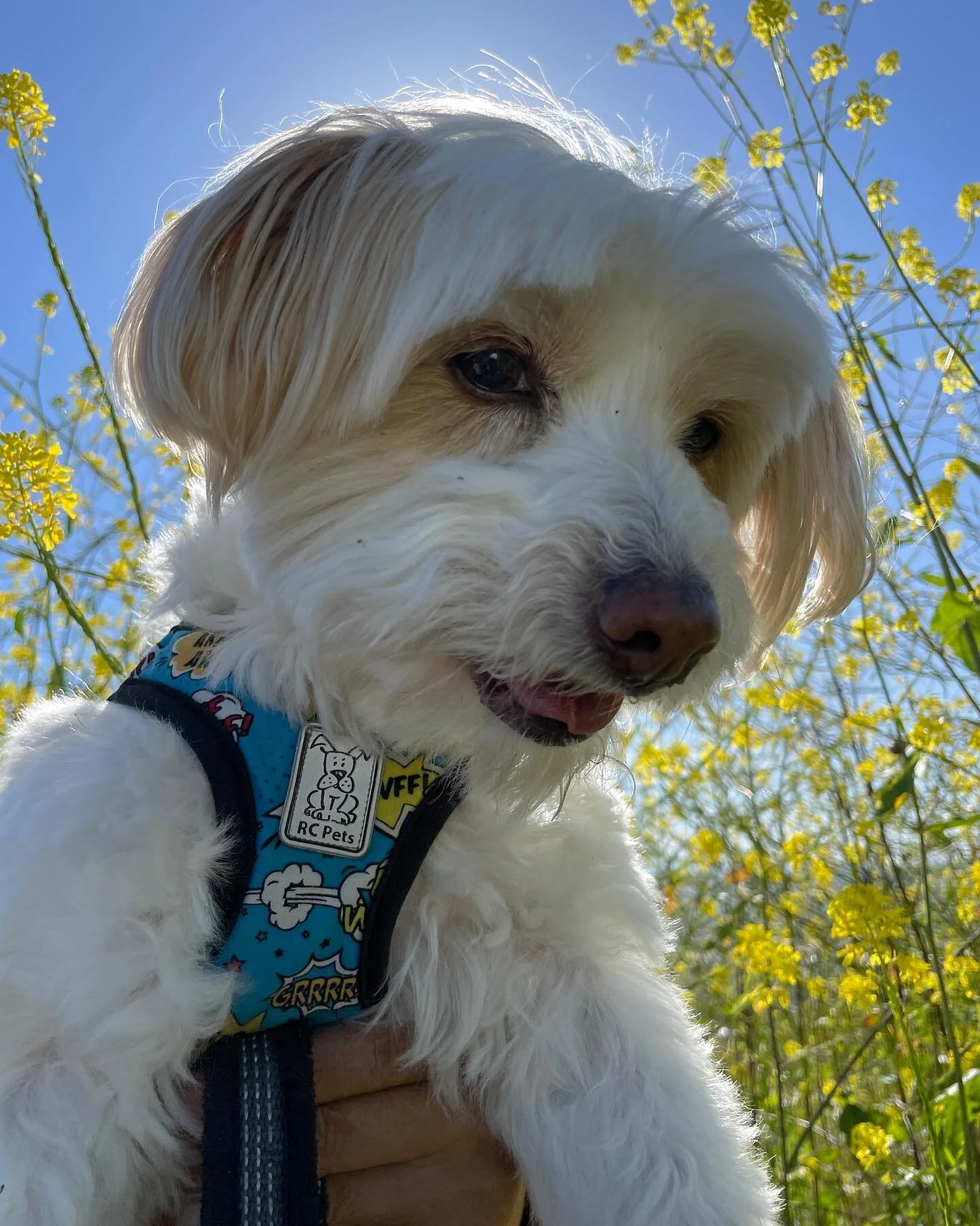 Selfie dump. #mojotherescue
#superbloom #dogselfies #dogsofinstagram #dogstagram #funnydogs #wildflowers #socalsuperbloom #adoptdontshop #rescuedogsofinstagram #funnydogs #funnydogsofinstagram #poodlemix #chihuahuamix